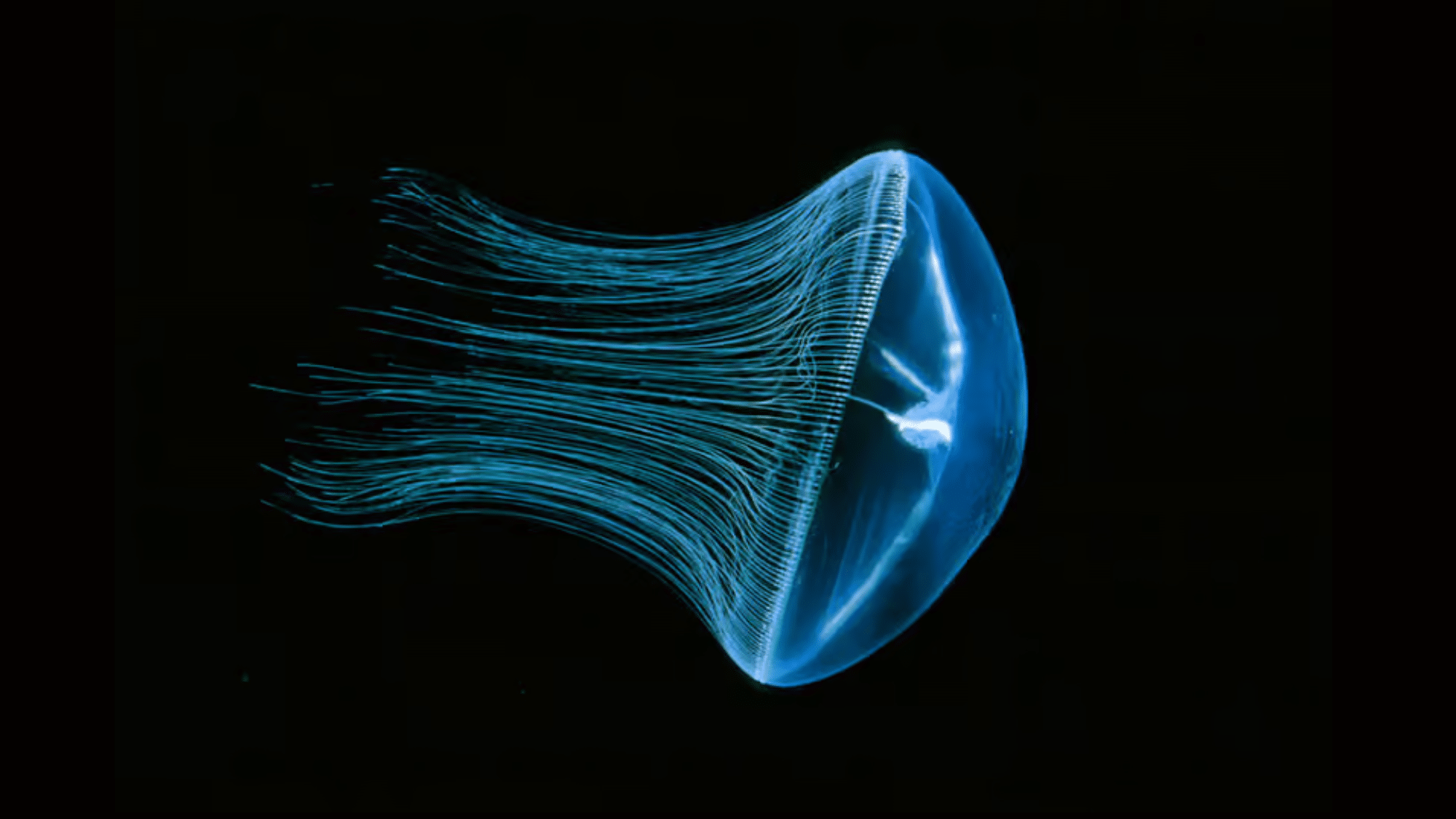 Mitrocoma Cellularia
