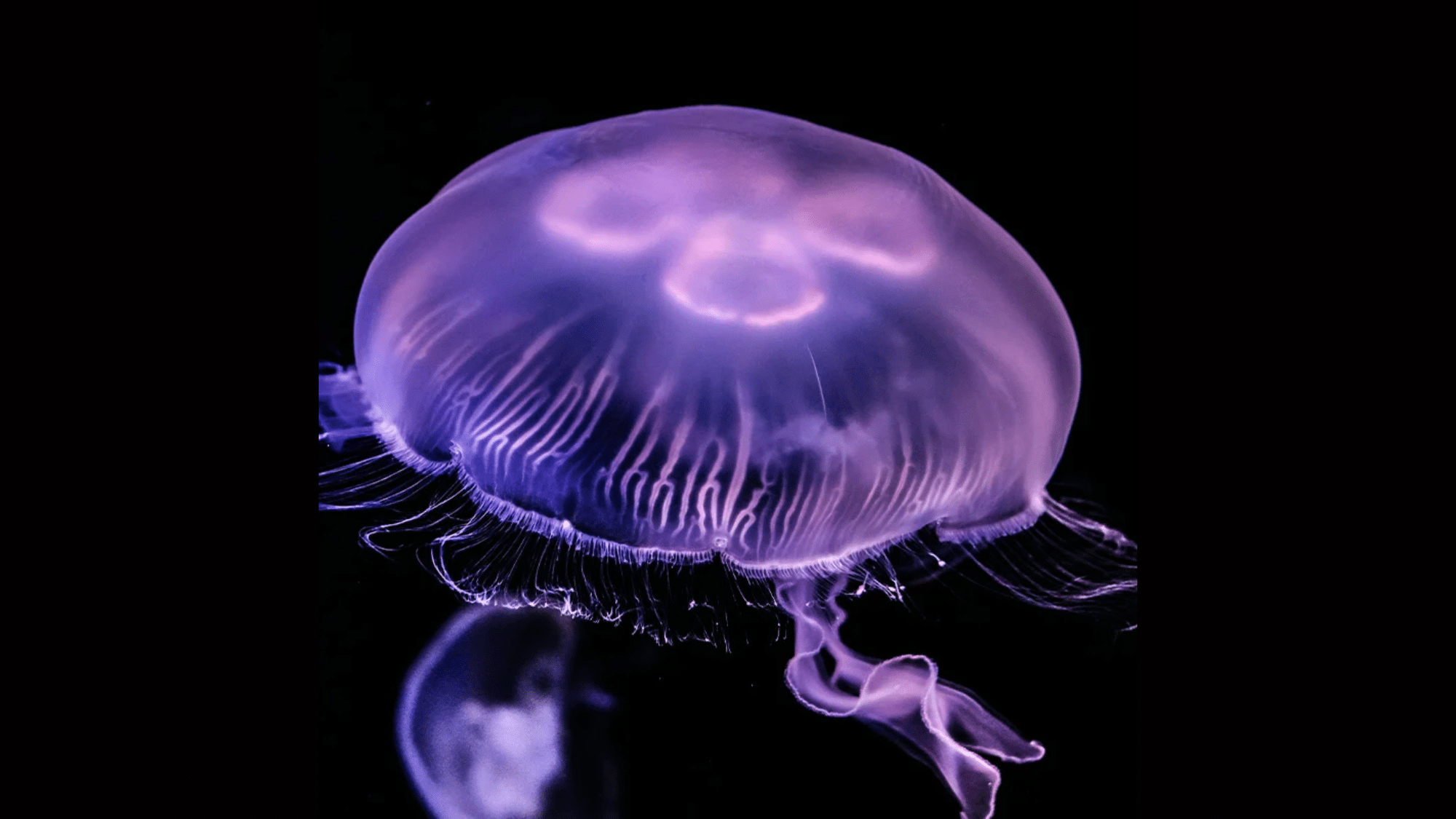 Moon Jellyfish