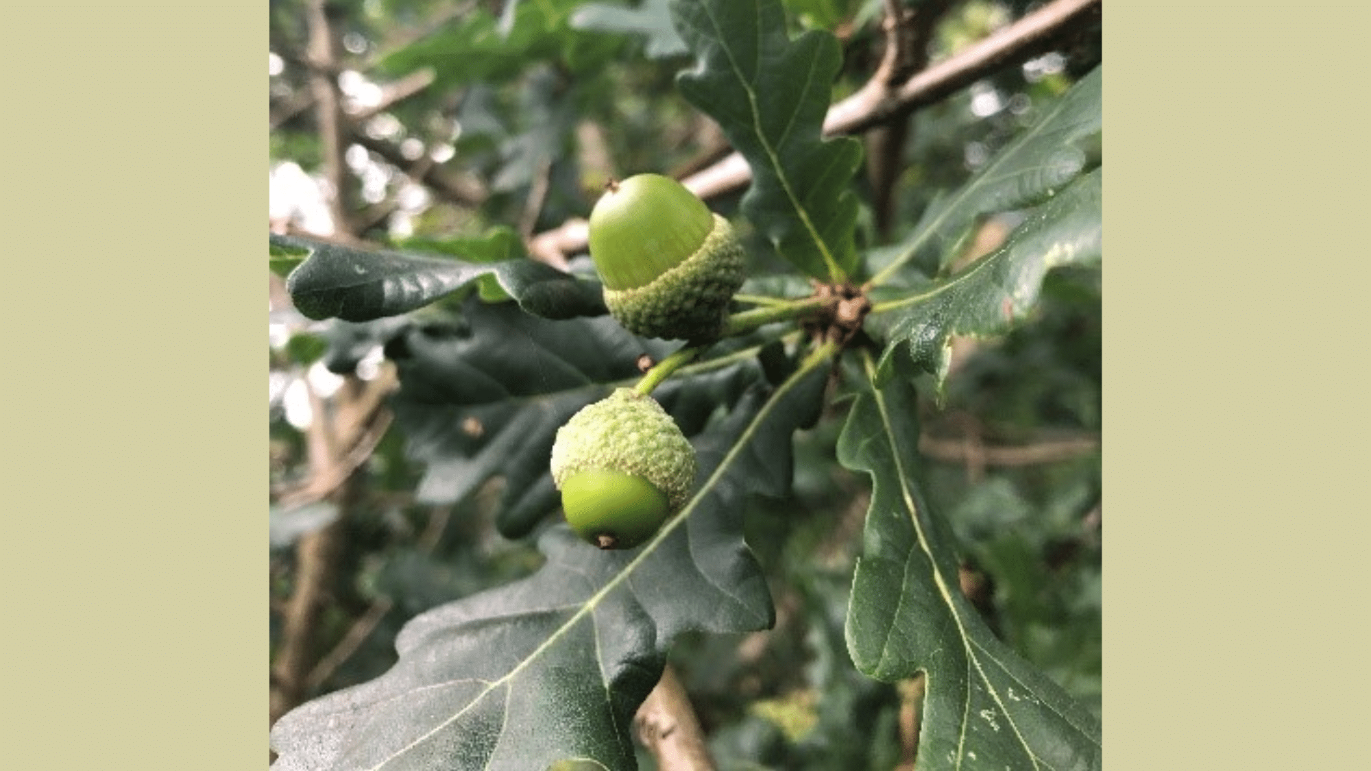 Oak (Quercus spp.)