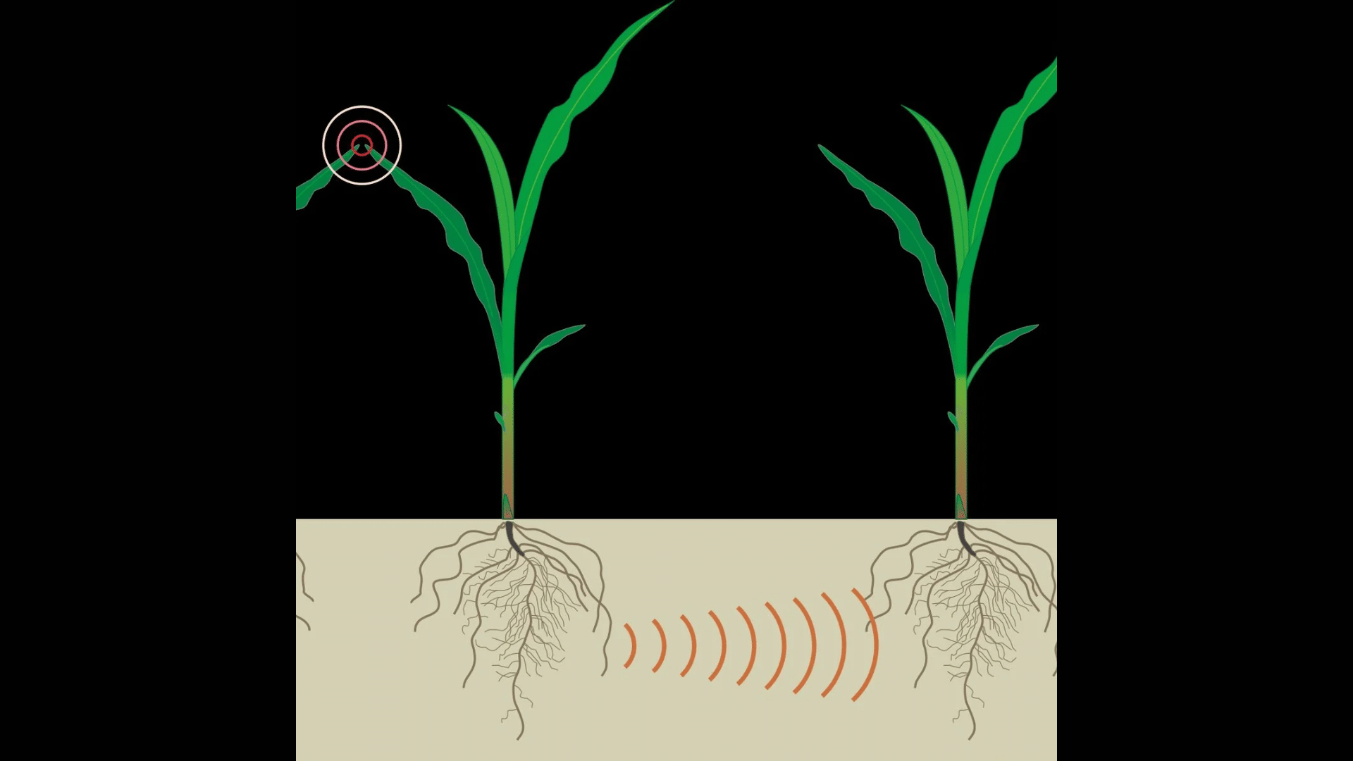 Plant Communication
