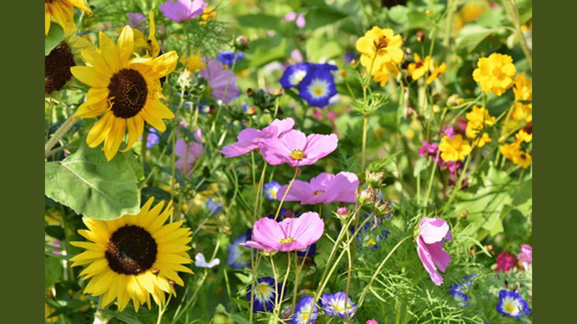 Plant Diversity