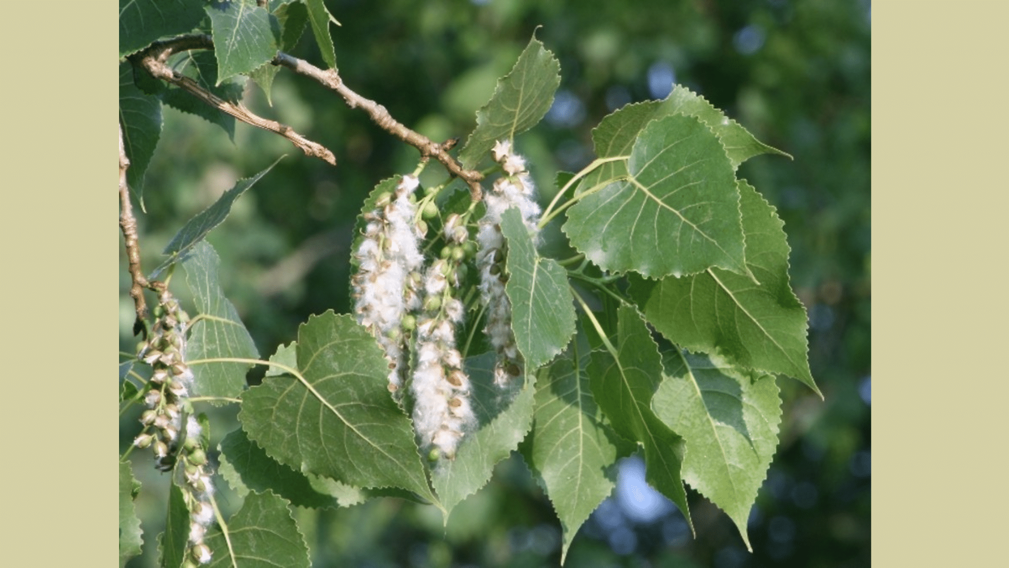 Poplar (Populus spp.)