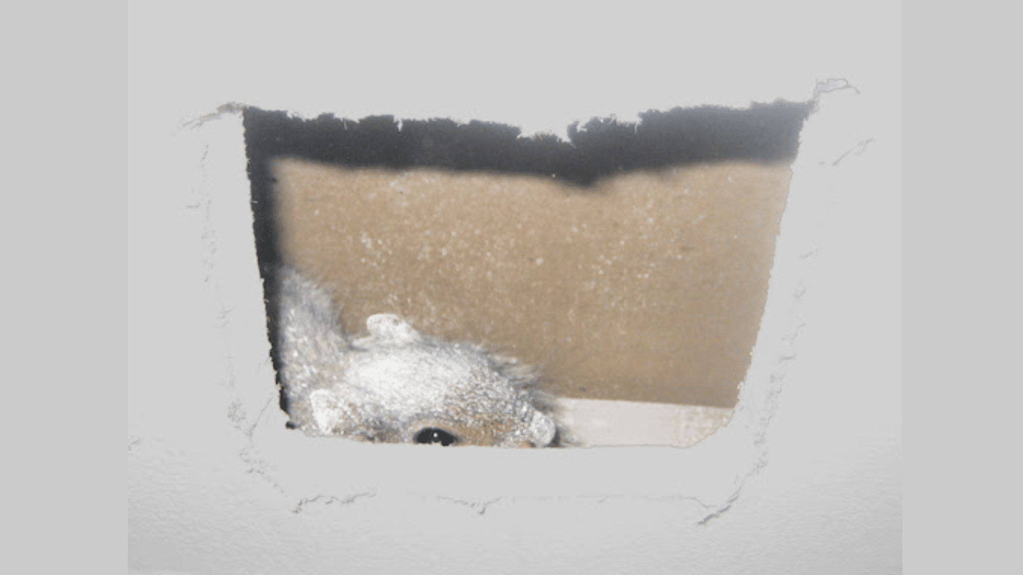 Preventing Future Squirrel Infestations in Walls