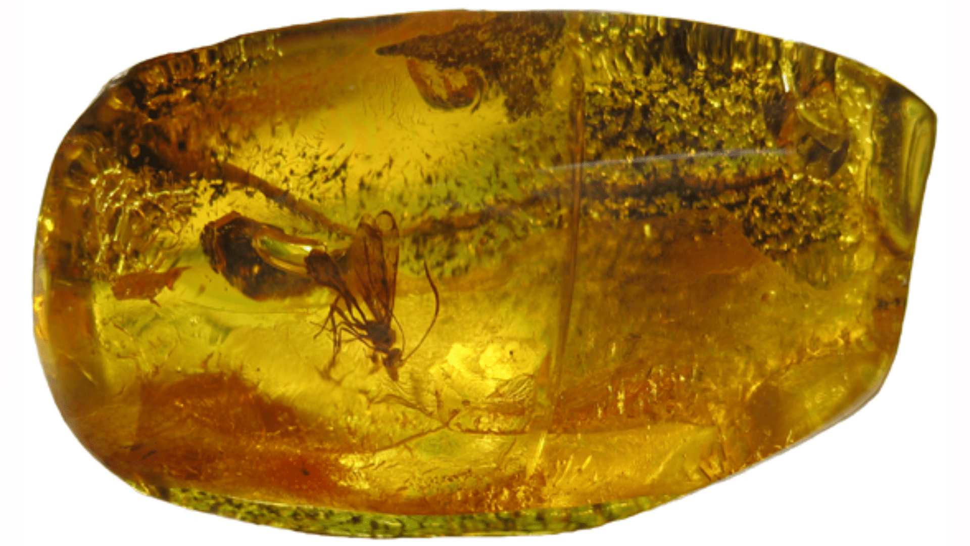 Resin Fossils
