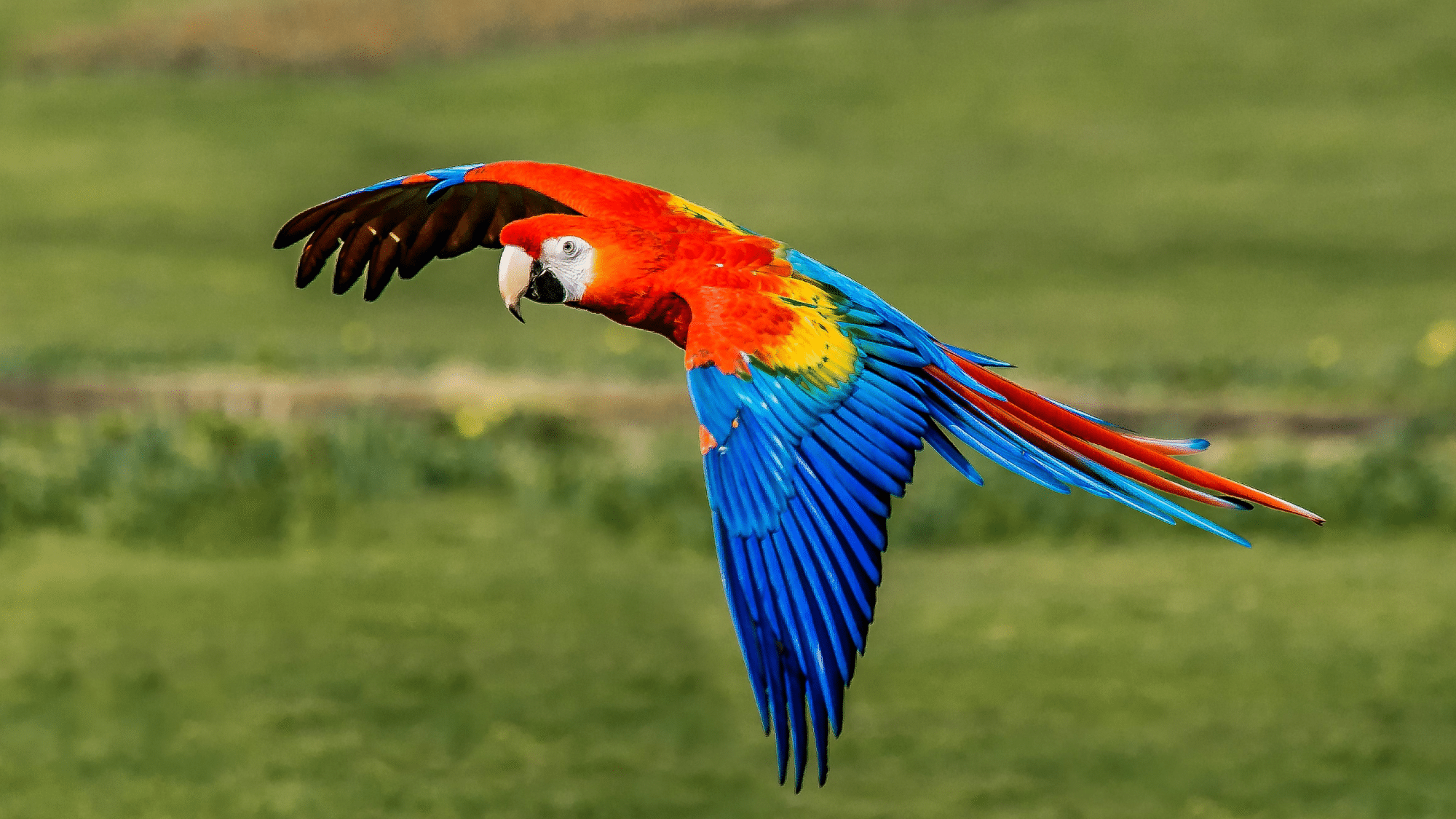 Scarlet Macaw Adaptations to Central American Rainforests