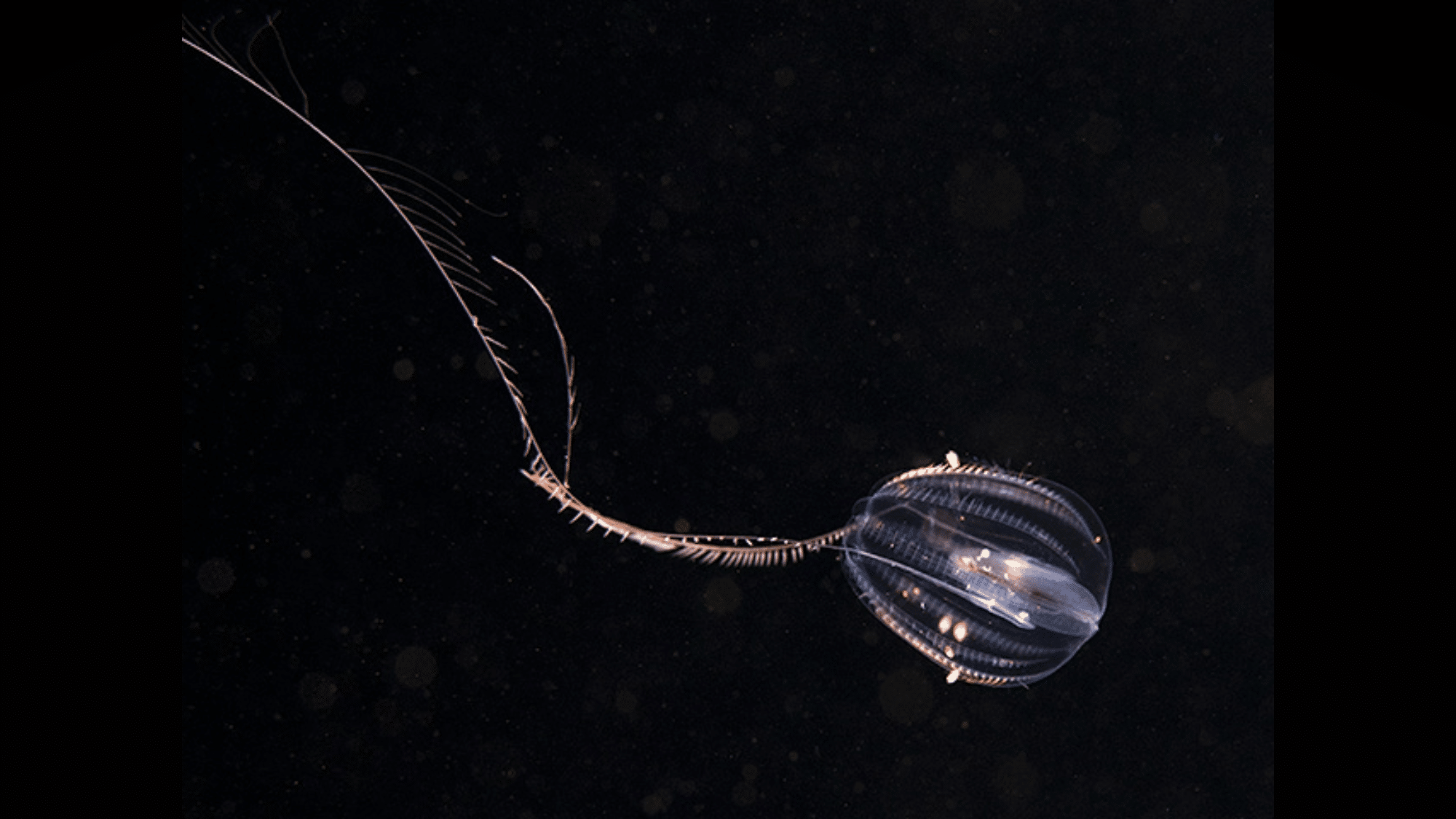 Sea Gooseberry