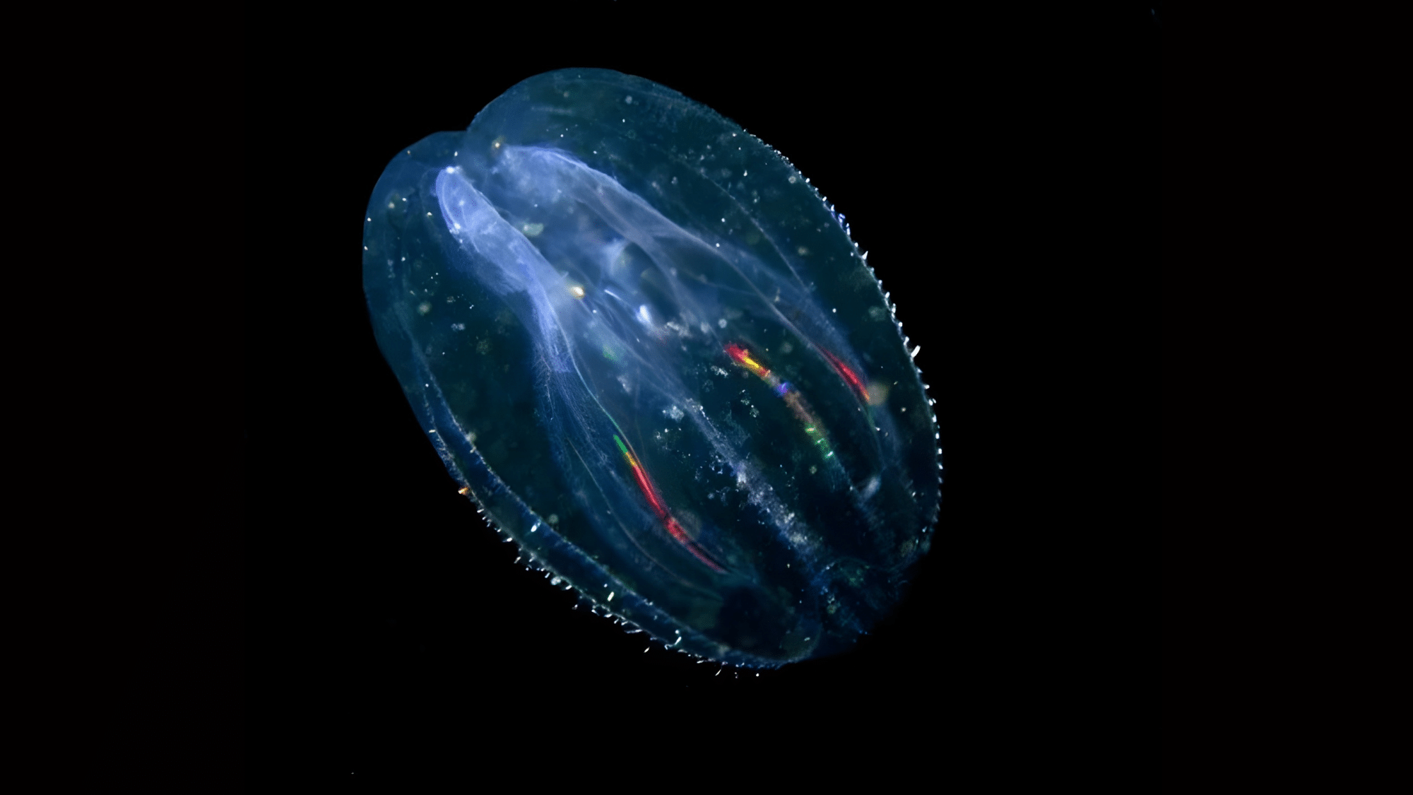 Sea Walnut
