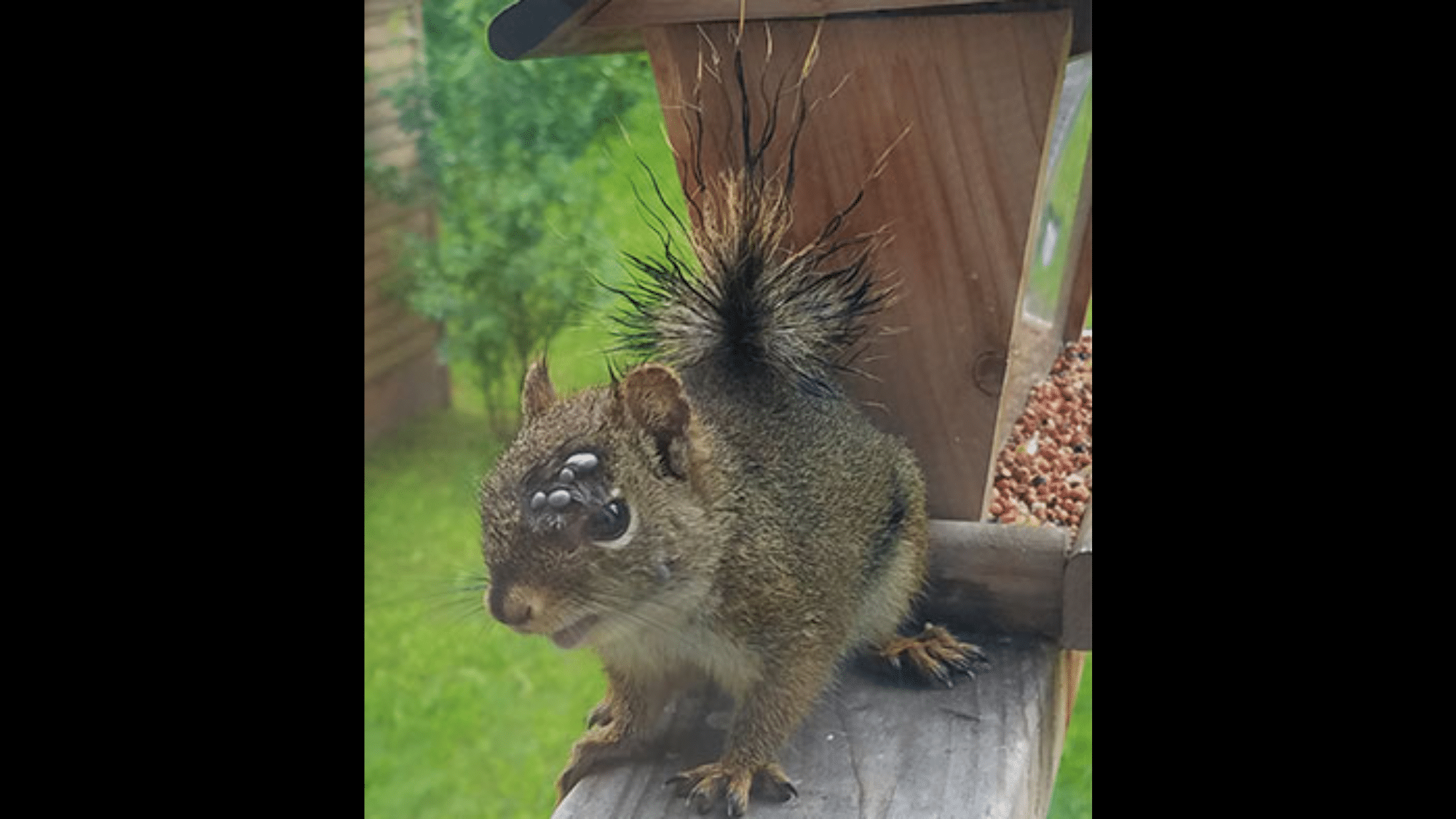 Specific Viral and Bacterial Infections in Squirrels
