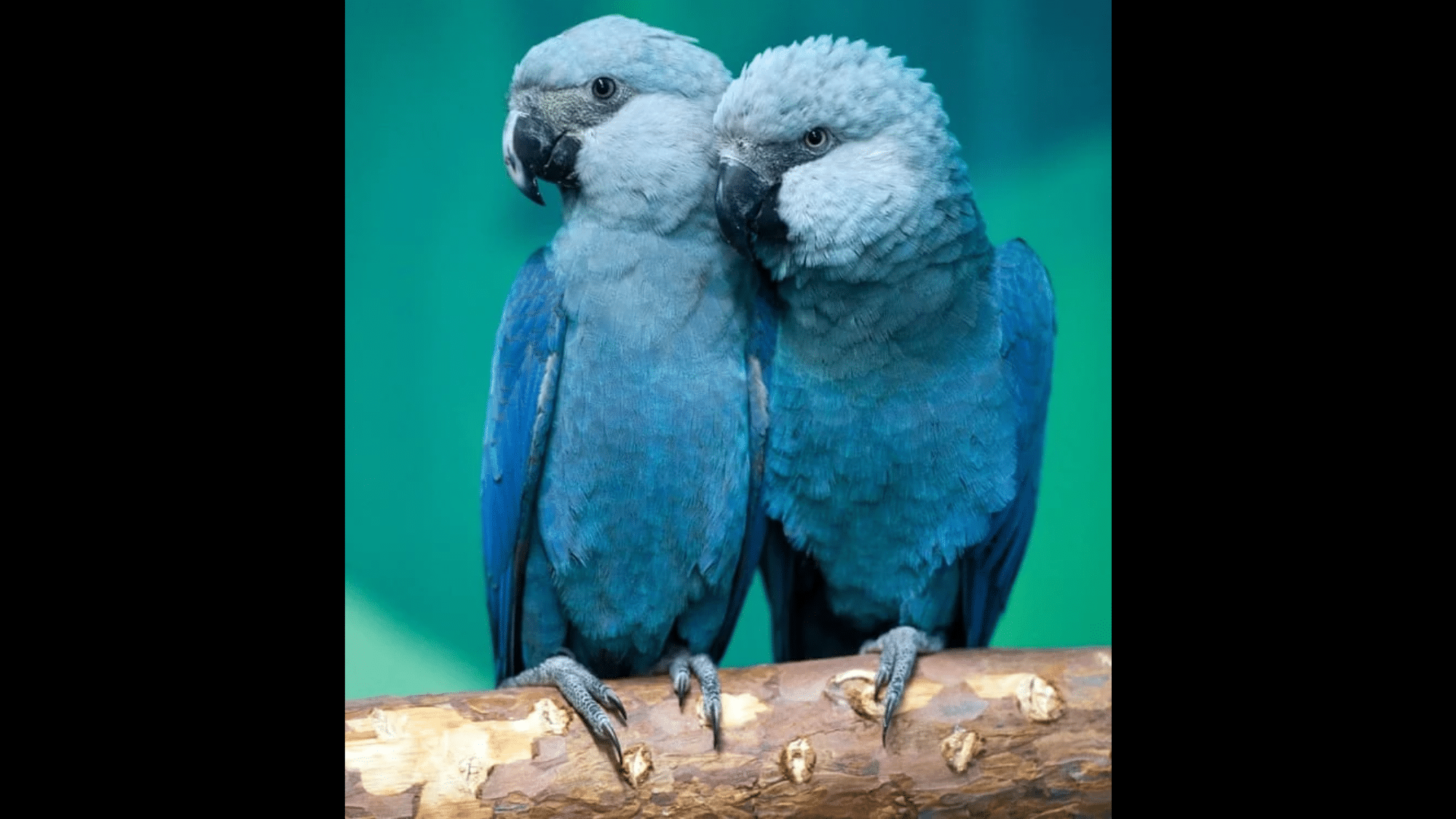 Spix's Macaw Dependence on Tabebuia Gallery Forests