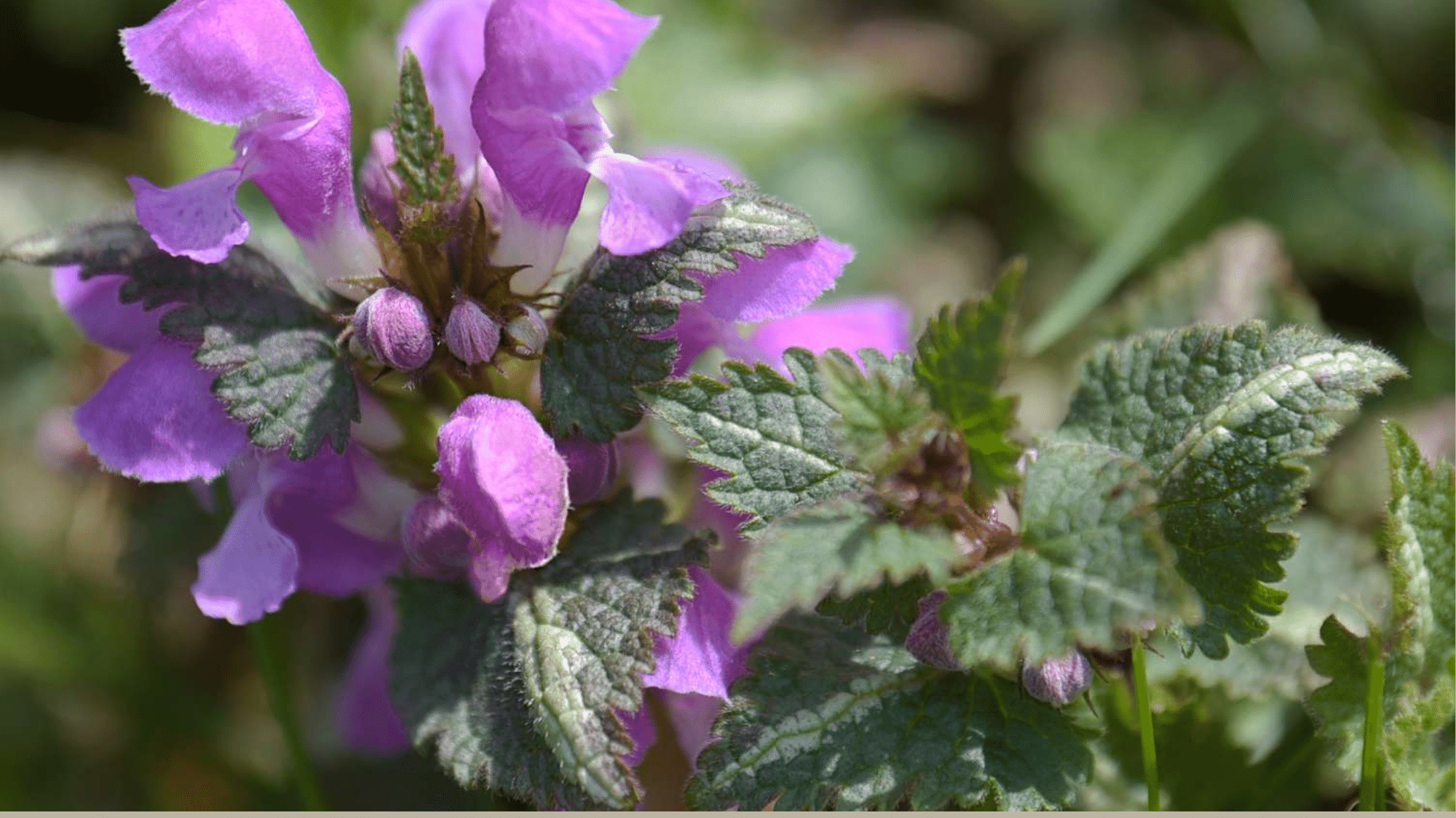 Spotted Dead Nettle