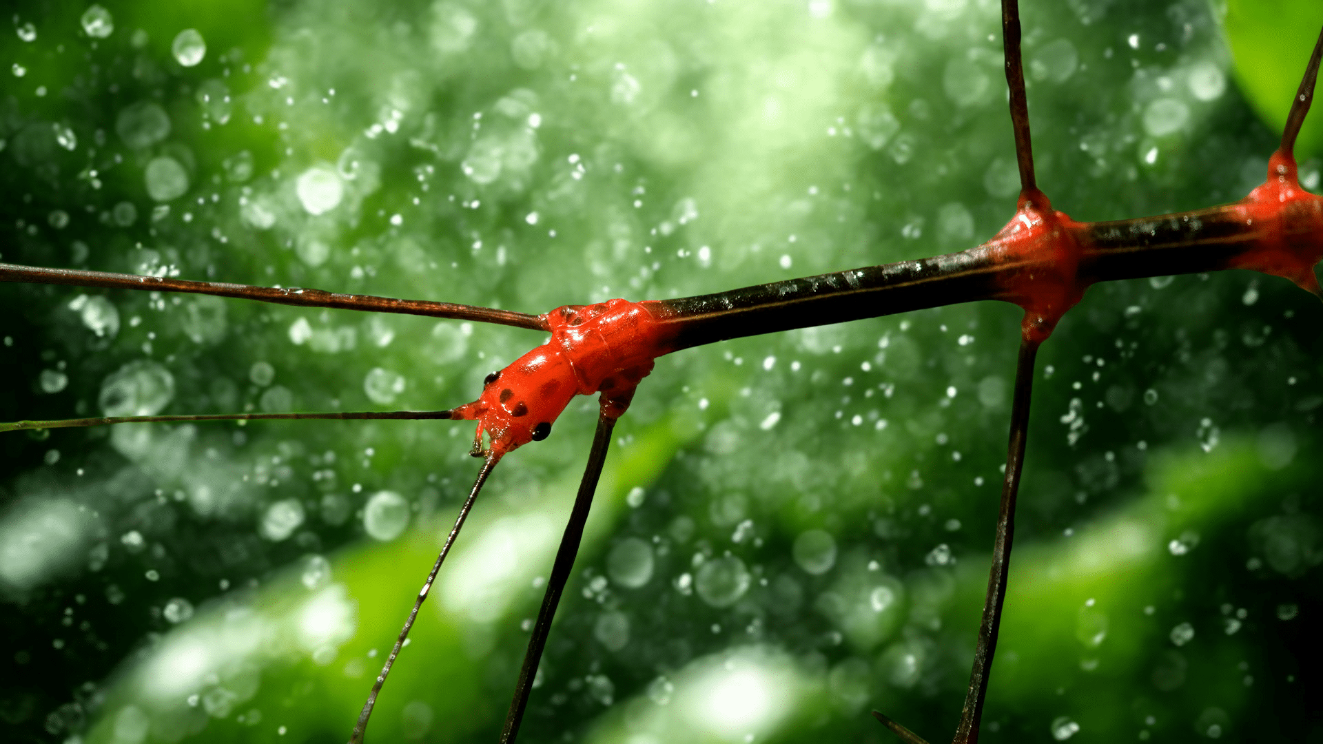 Stick Insect