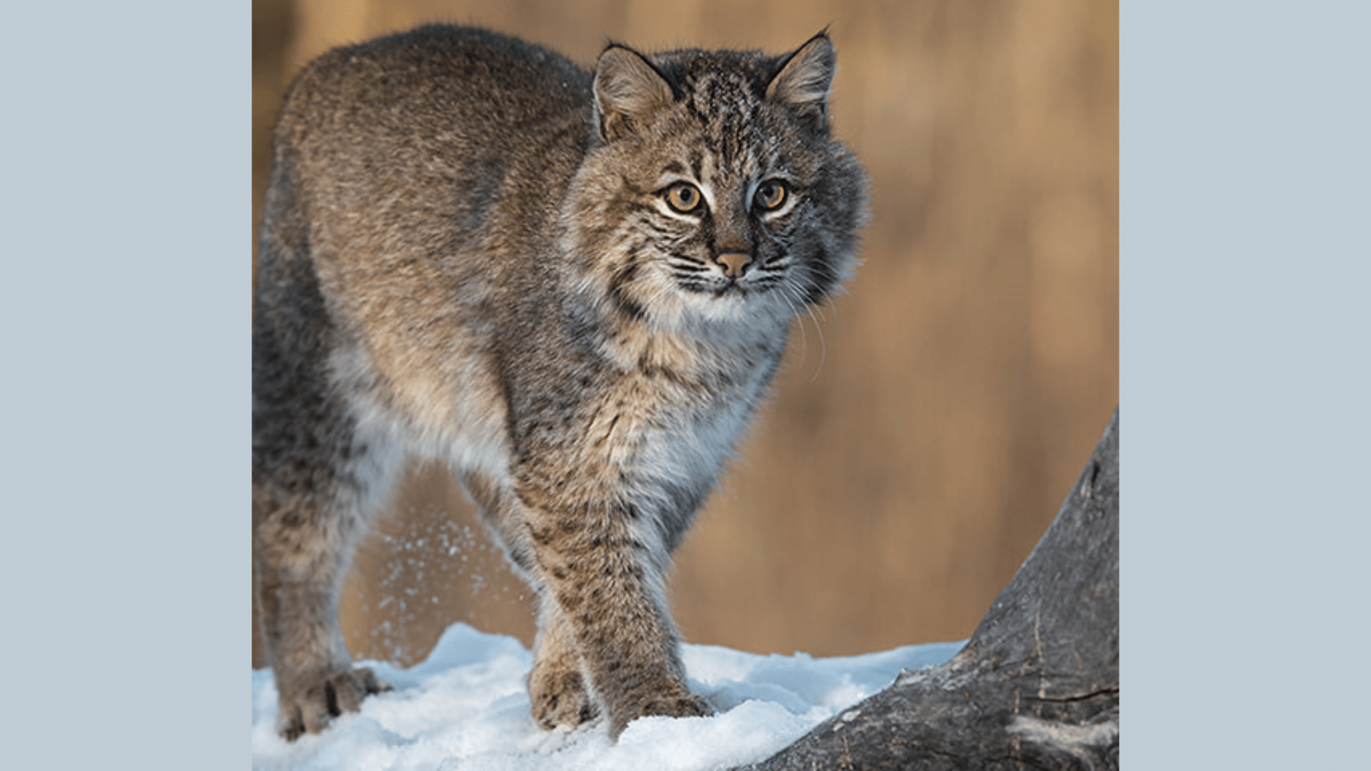 Super Interesting Facts About Bobcat Behaviour