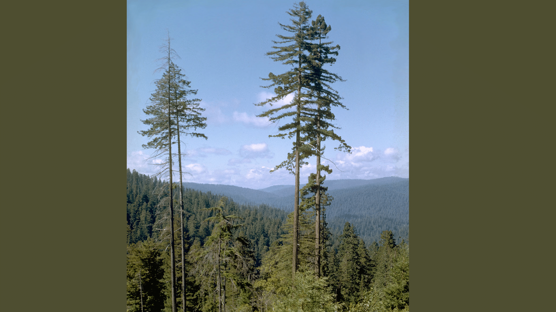 Tallest Tree
