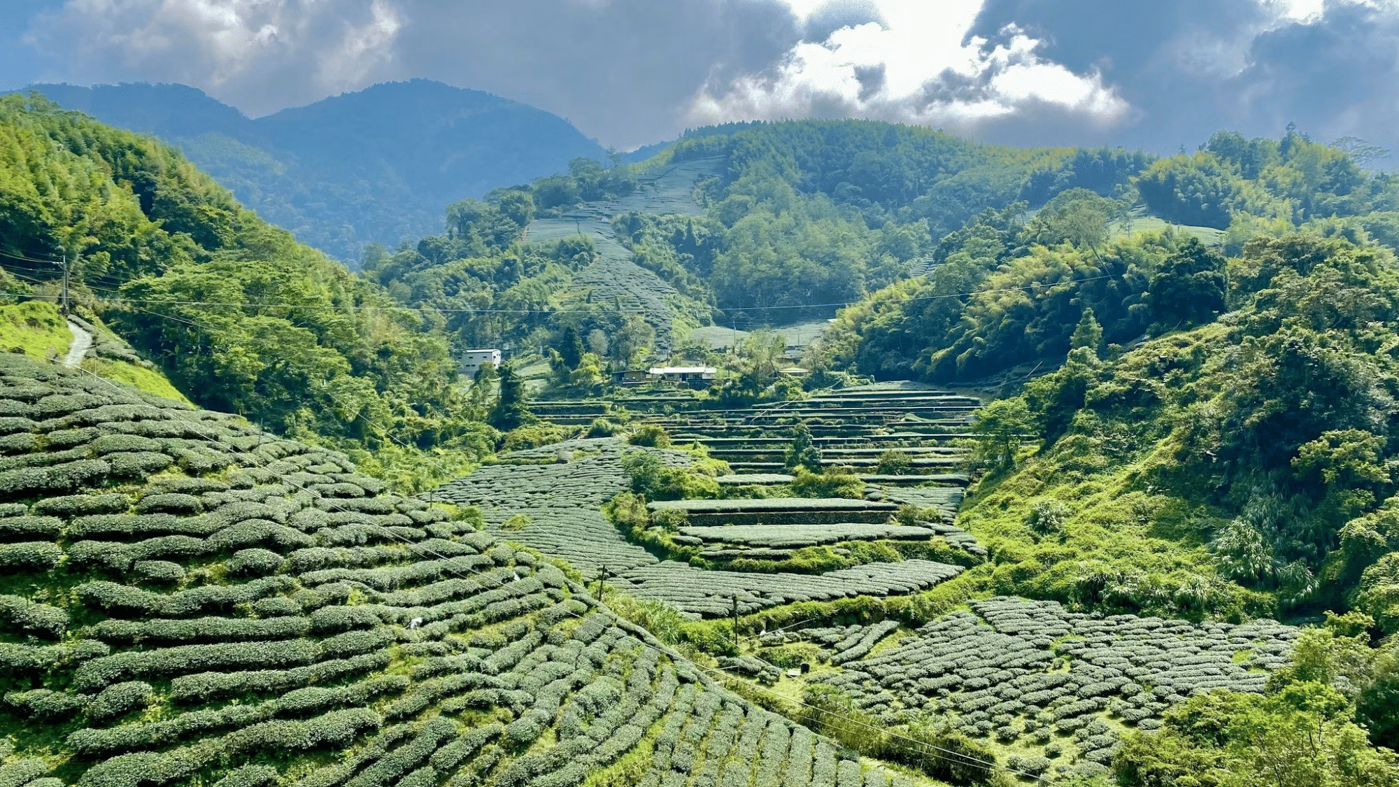 Tea Production