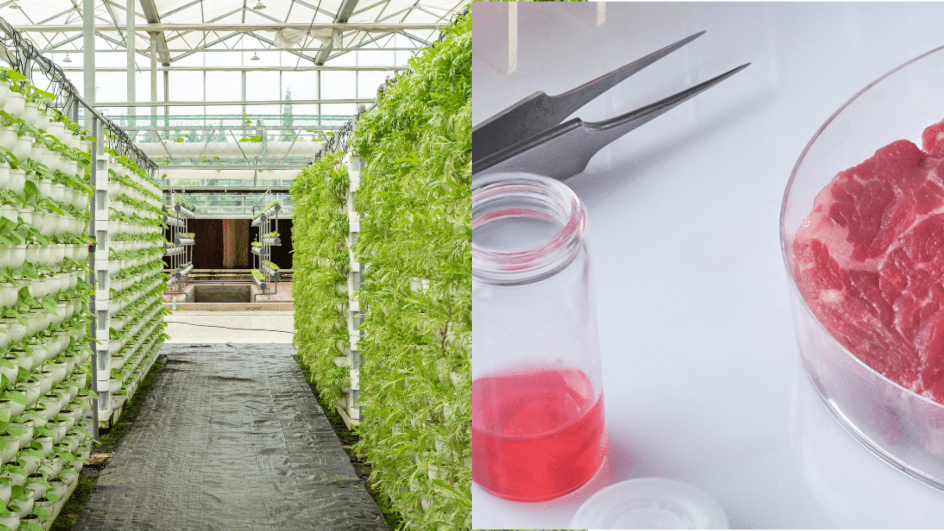 The Future of Food in a Changing World
