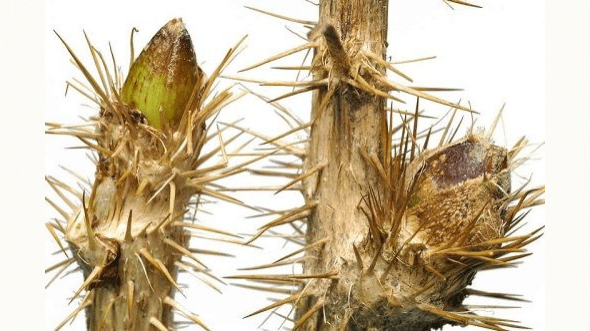Thorns and Spines