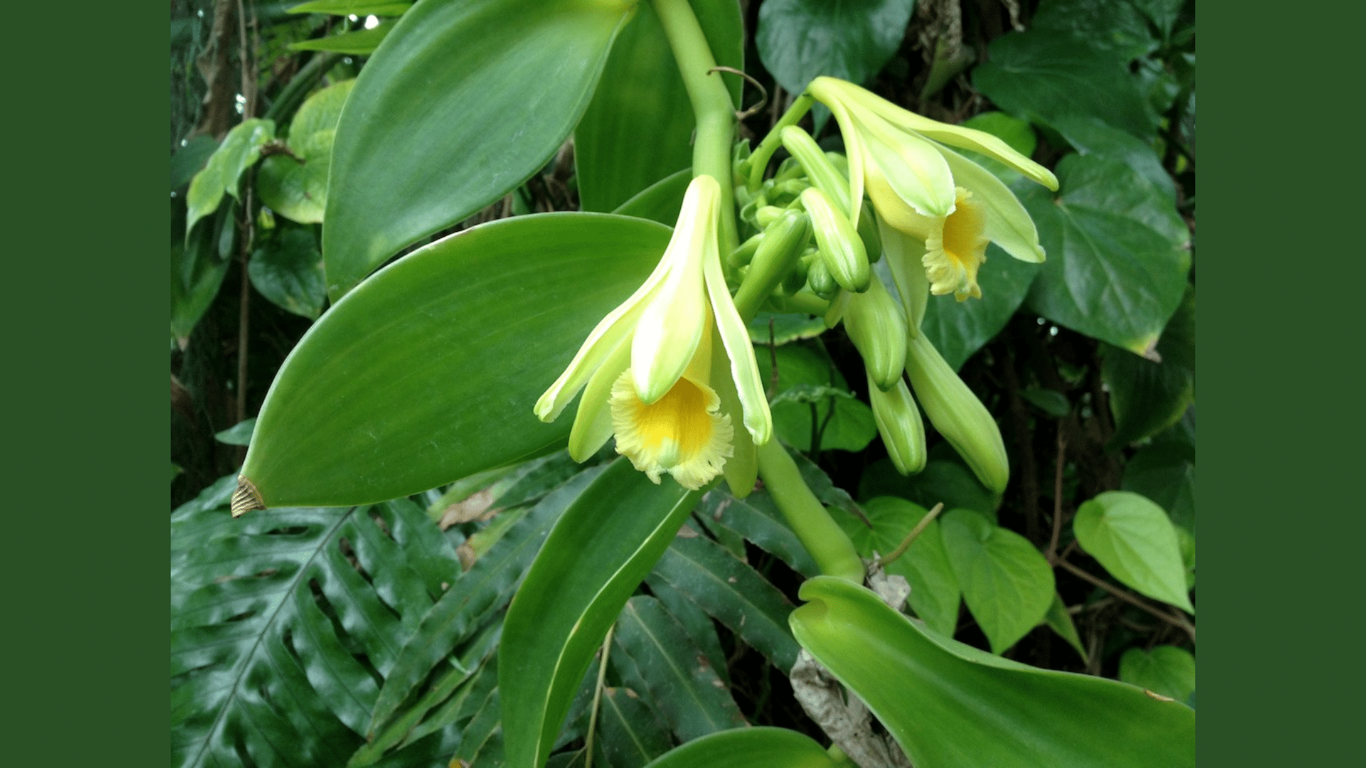 Vanilla Source
