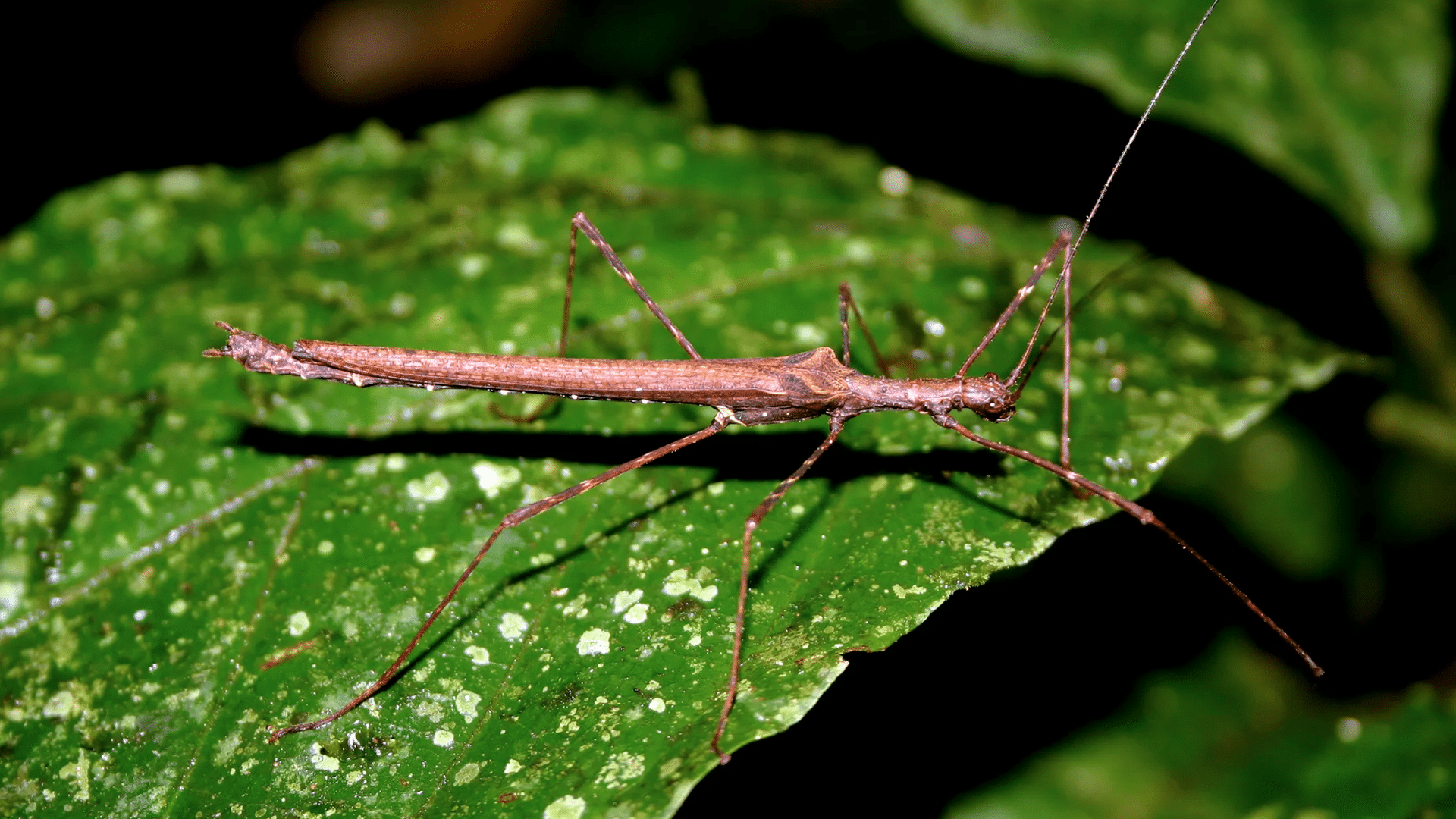 Walking Stick Insect