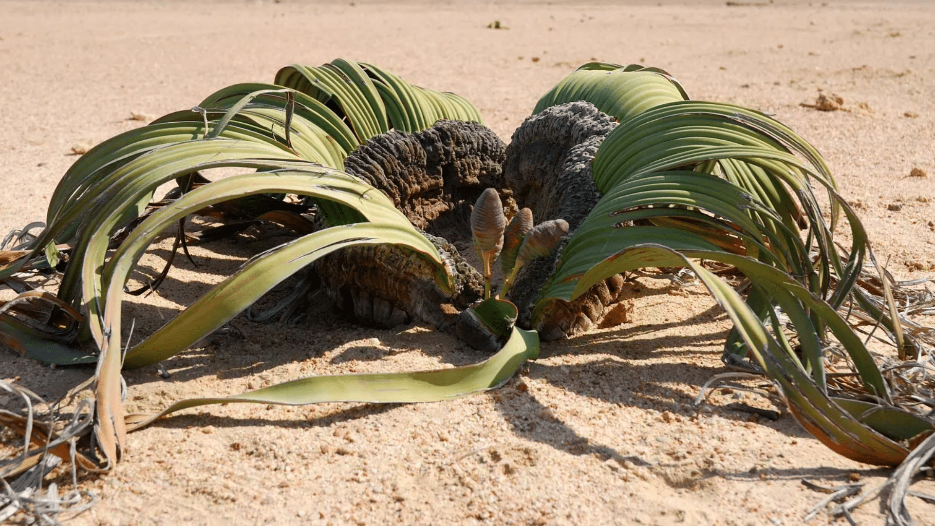 Welwitschia Mirabilis