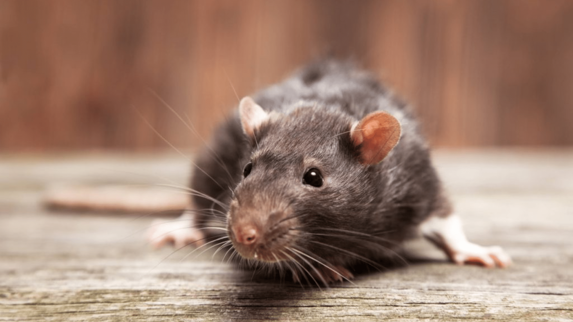 What Do Rats Hate?