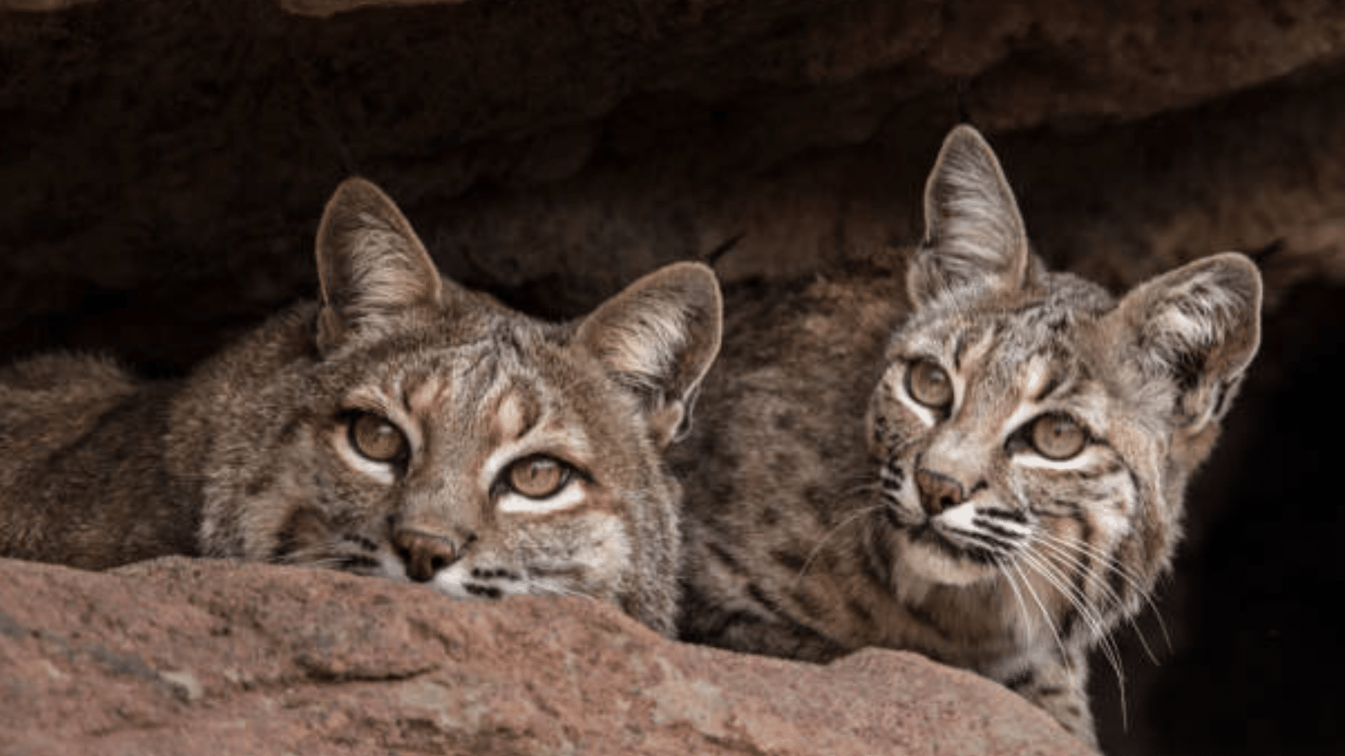 What Does a Bobcat Den Look Like?
