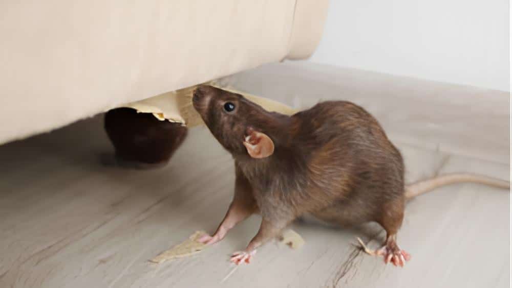 What Kills Rats Instantly- Fast and Effective Methods