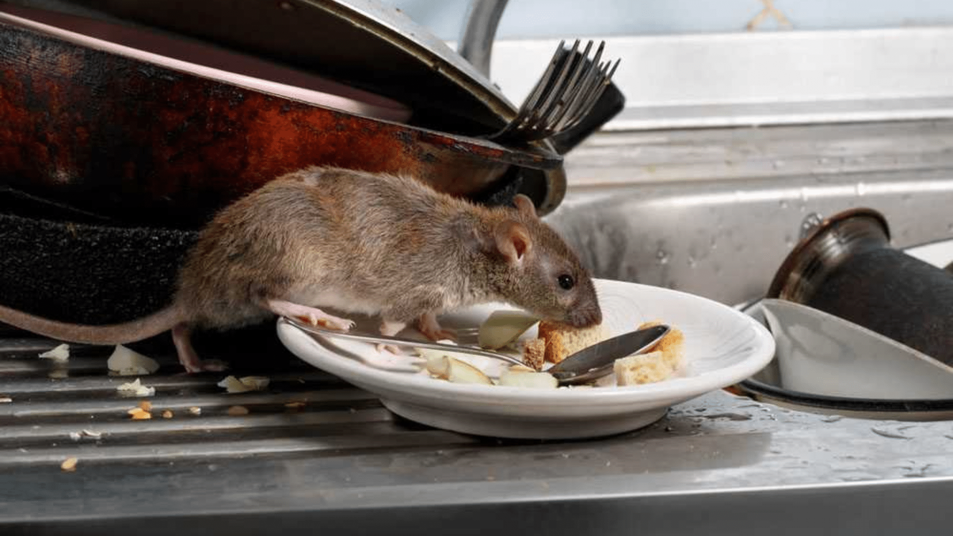 What Rats Hate About Your Home