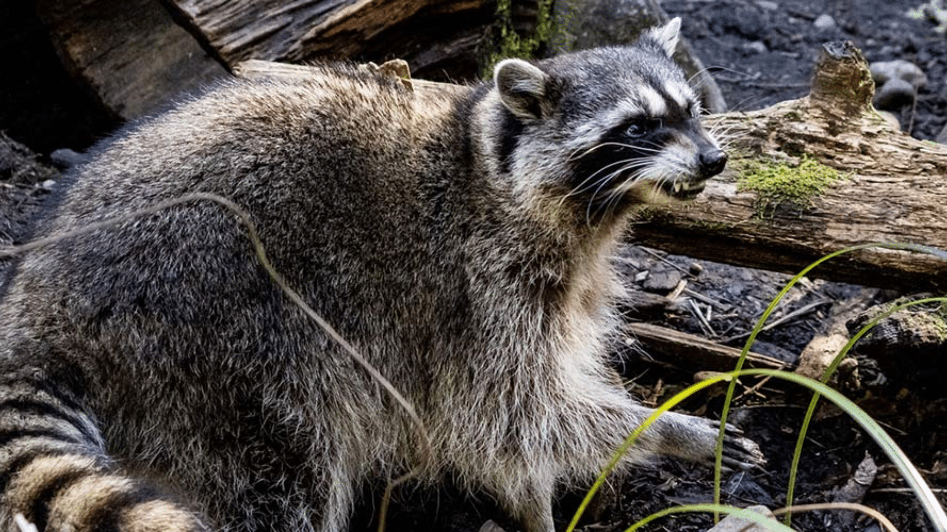 Why Do Raccoons Hiss?