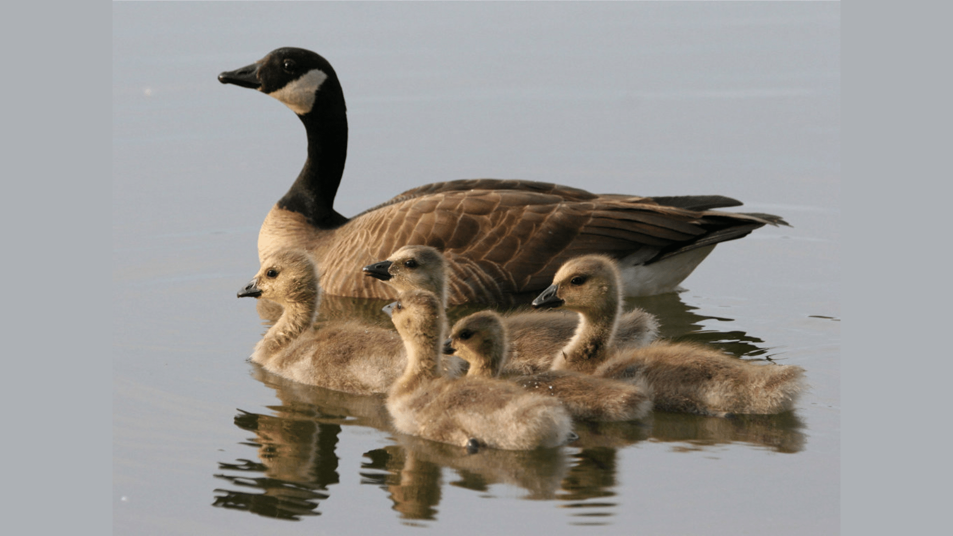 Why Geese Are Aggressive
