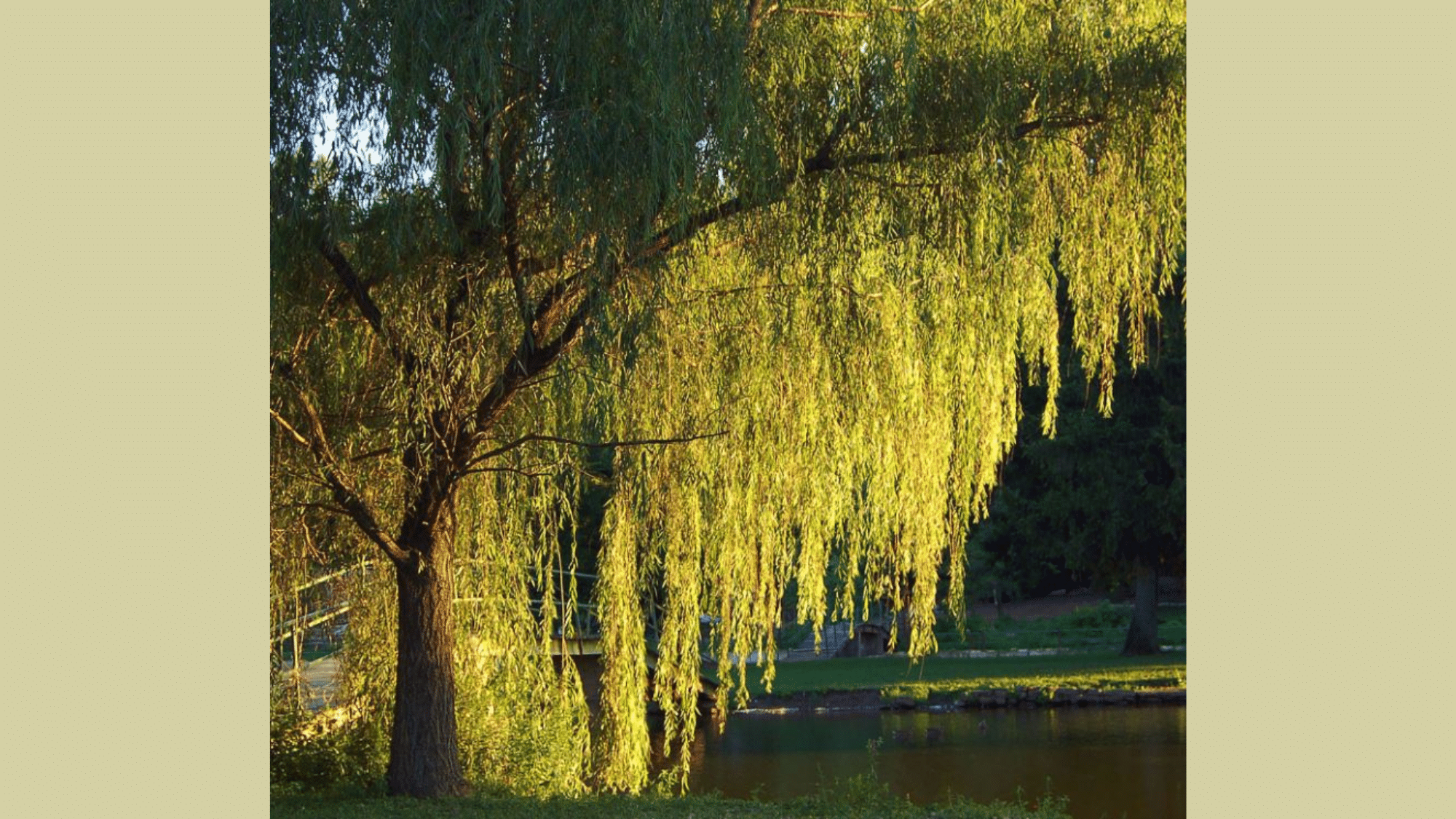 Willow (Salix spp.)