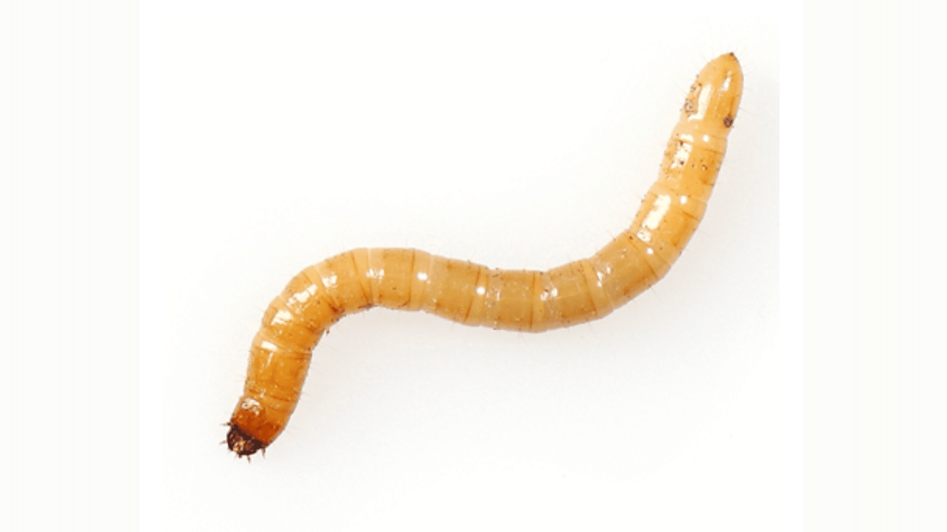 Wireworms