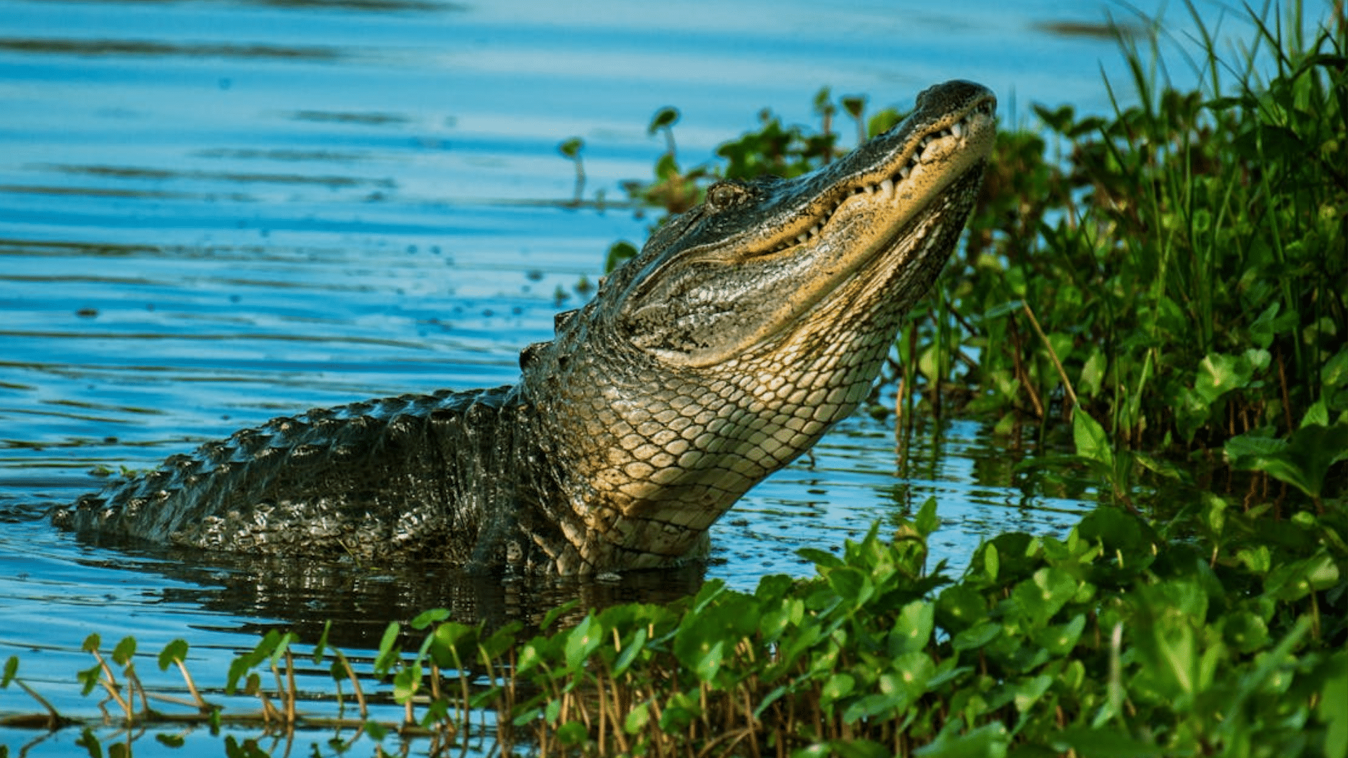Young Alligators