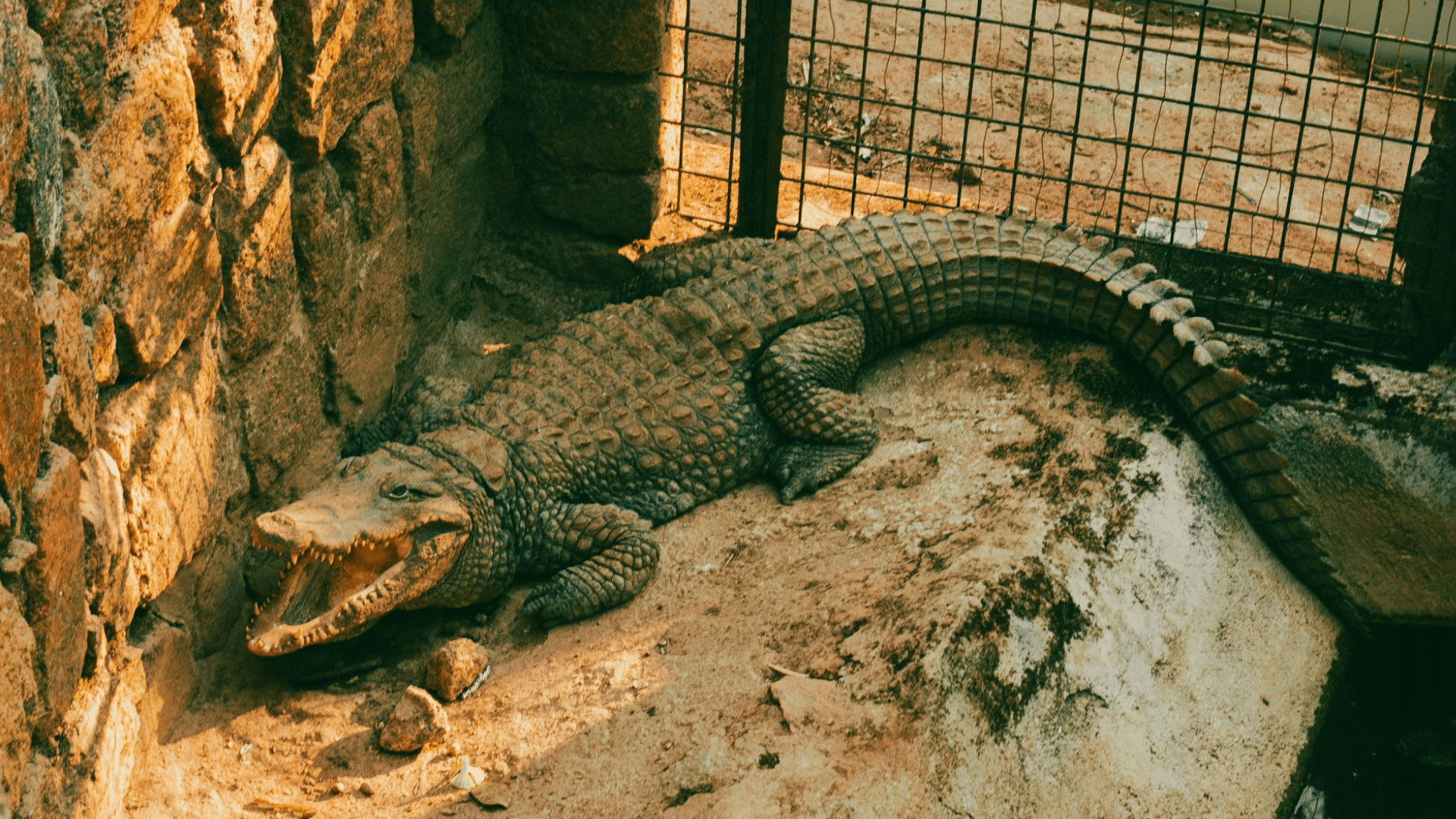 What Color is an Alligator: Green, Black or White?