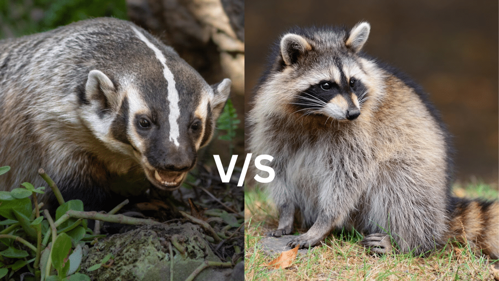 Badger Vs. Raccoon: Differences and Similarities