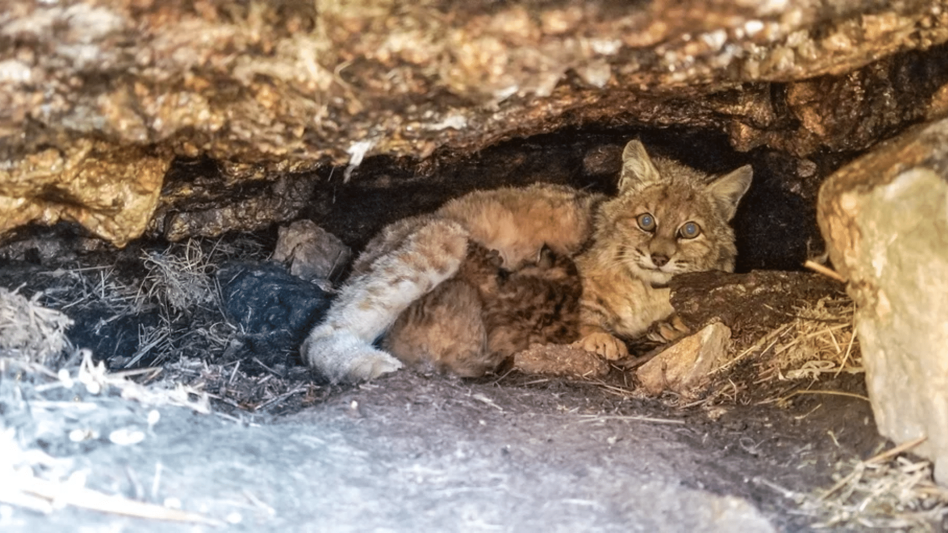 What Does a Bobcat Den Look Like: Signs to Spot