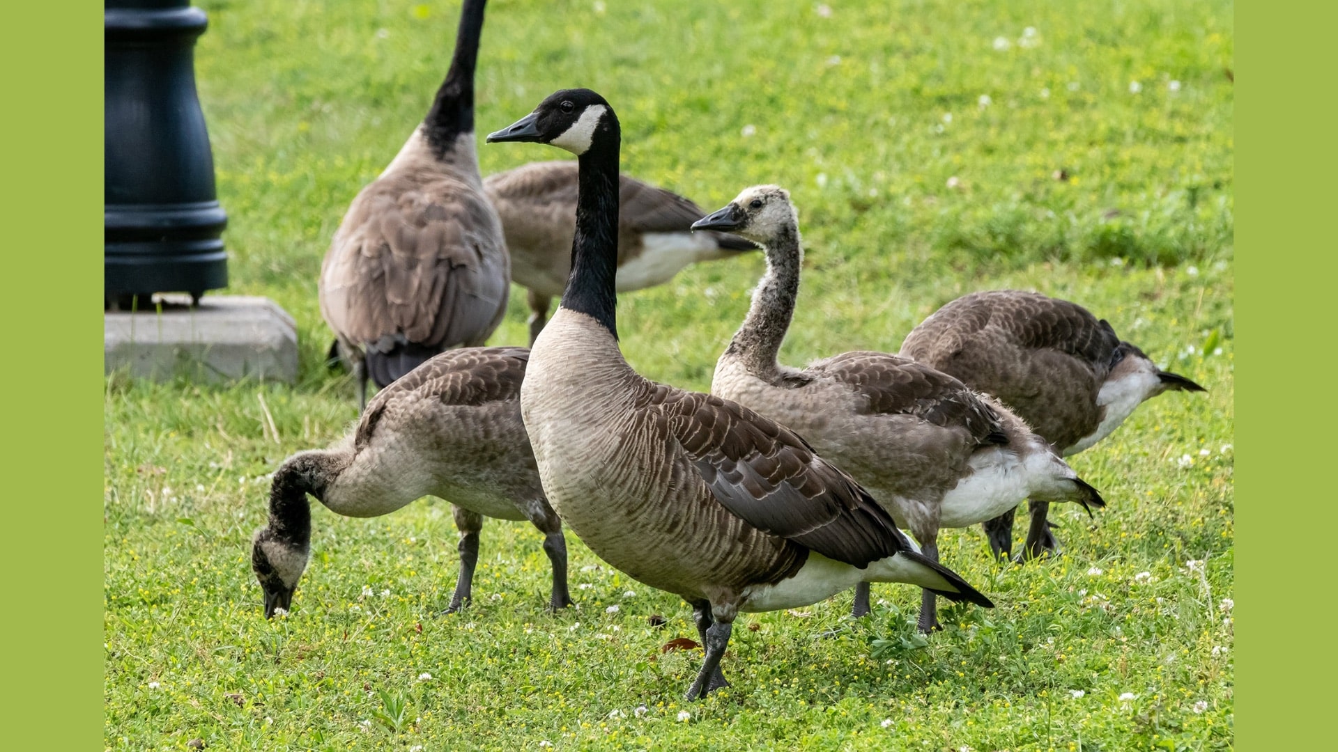 Can Geese Hurt You? Real Dangers & Prevention Tips