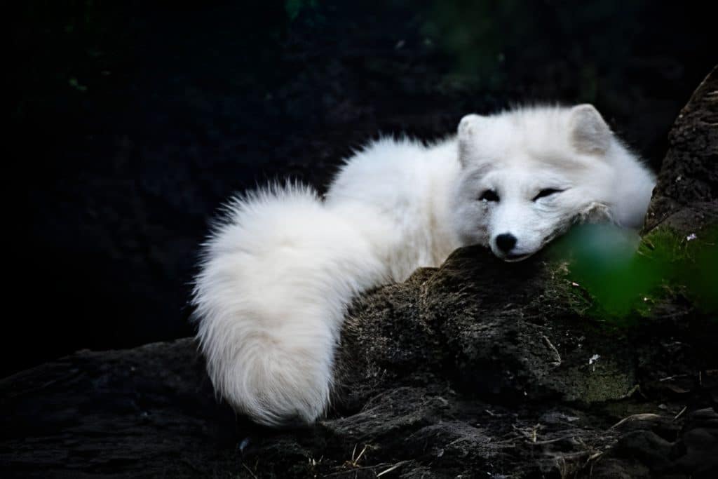 Canadian Marble Fox & It's Fun Facts