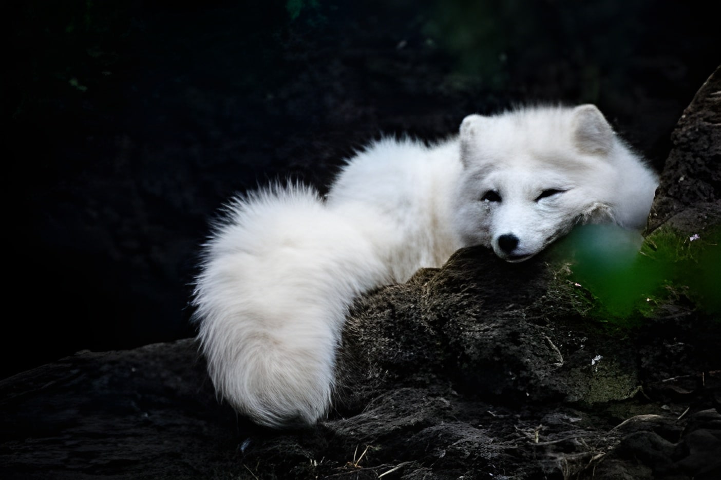 Canadian Marble Fox & It's Fun Facts