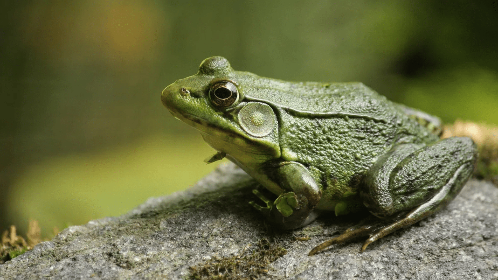 How Long Can a Frog Go Without Food? Science Says