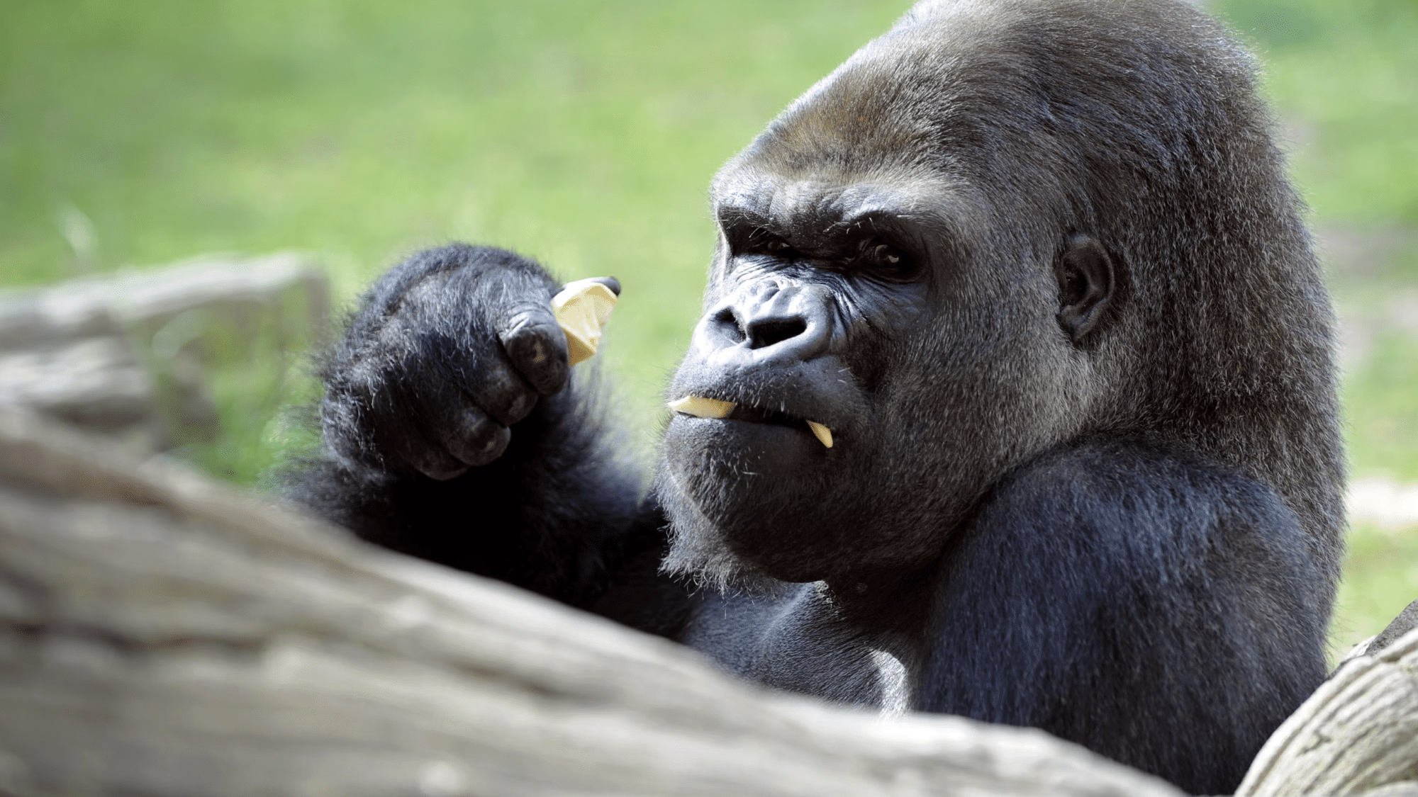 Gorilla Speed: How Fast is a Gorilla