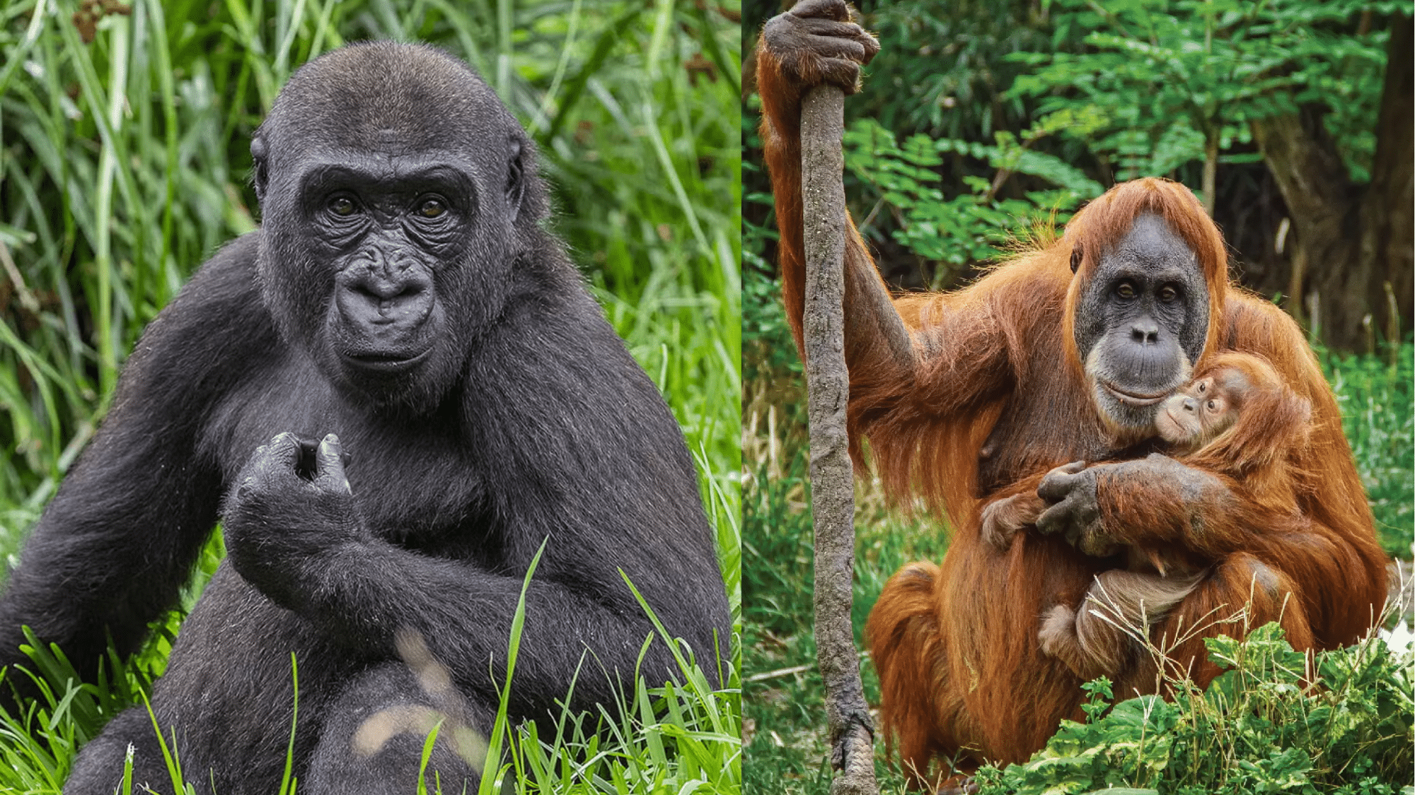 Gorilla Vs Orangutan: Who is Stronger?