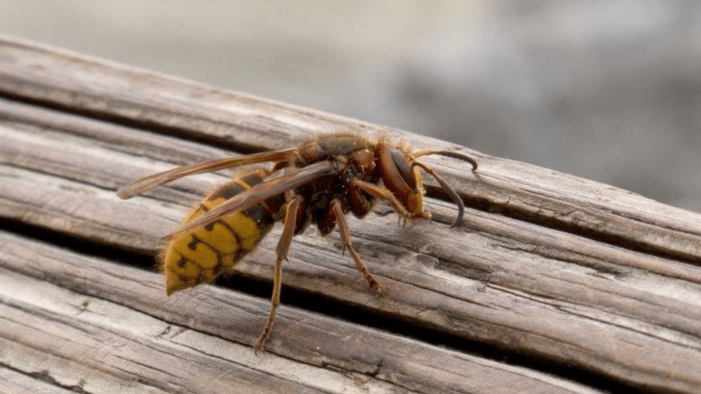 Are Hornets Dangerous? Find Out Here