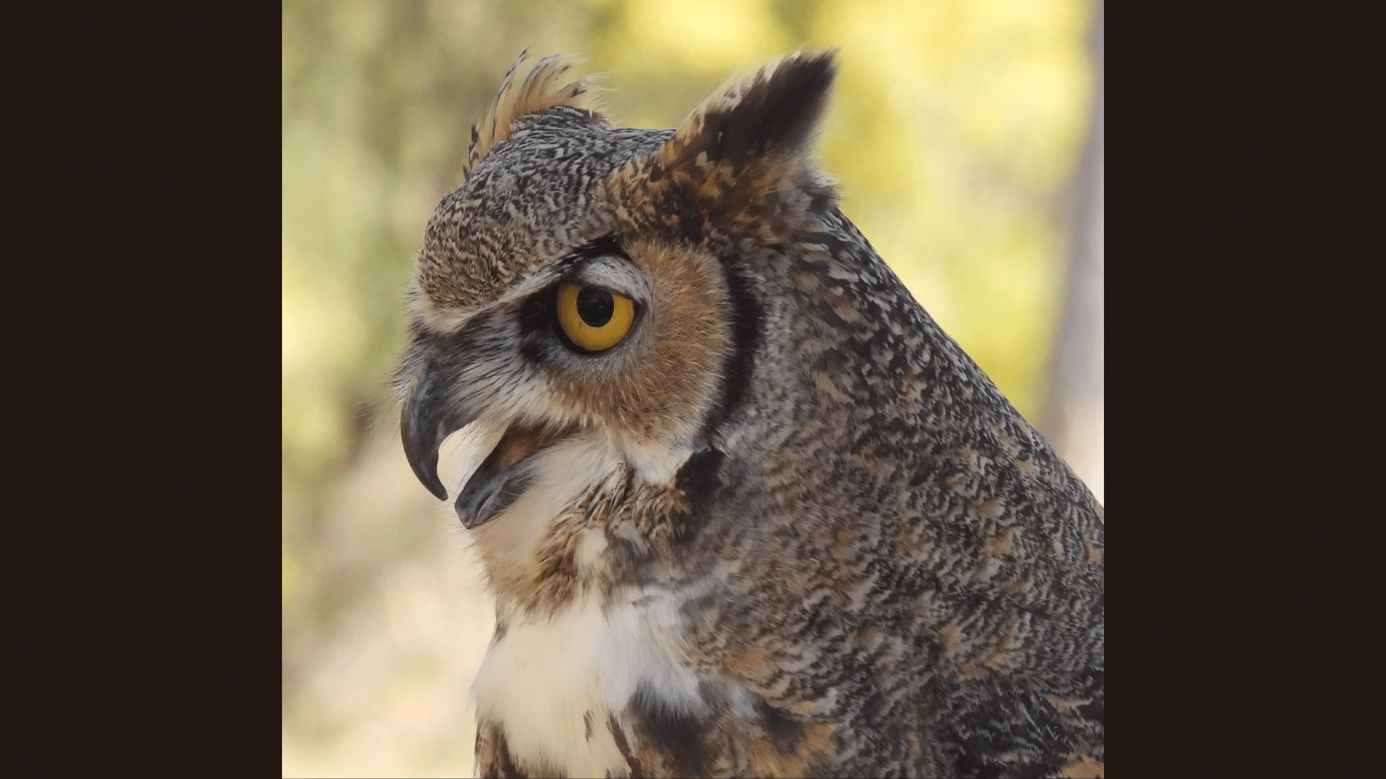 Owl's Beak & It's Interesting Facts In Detail