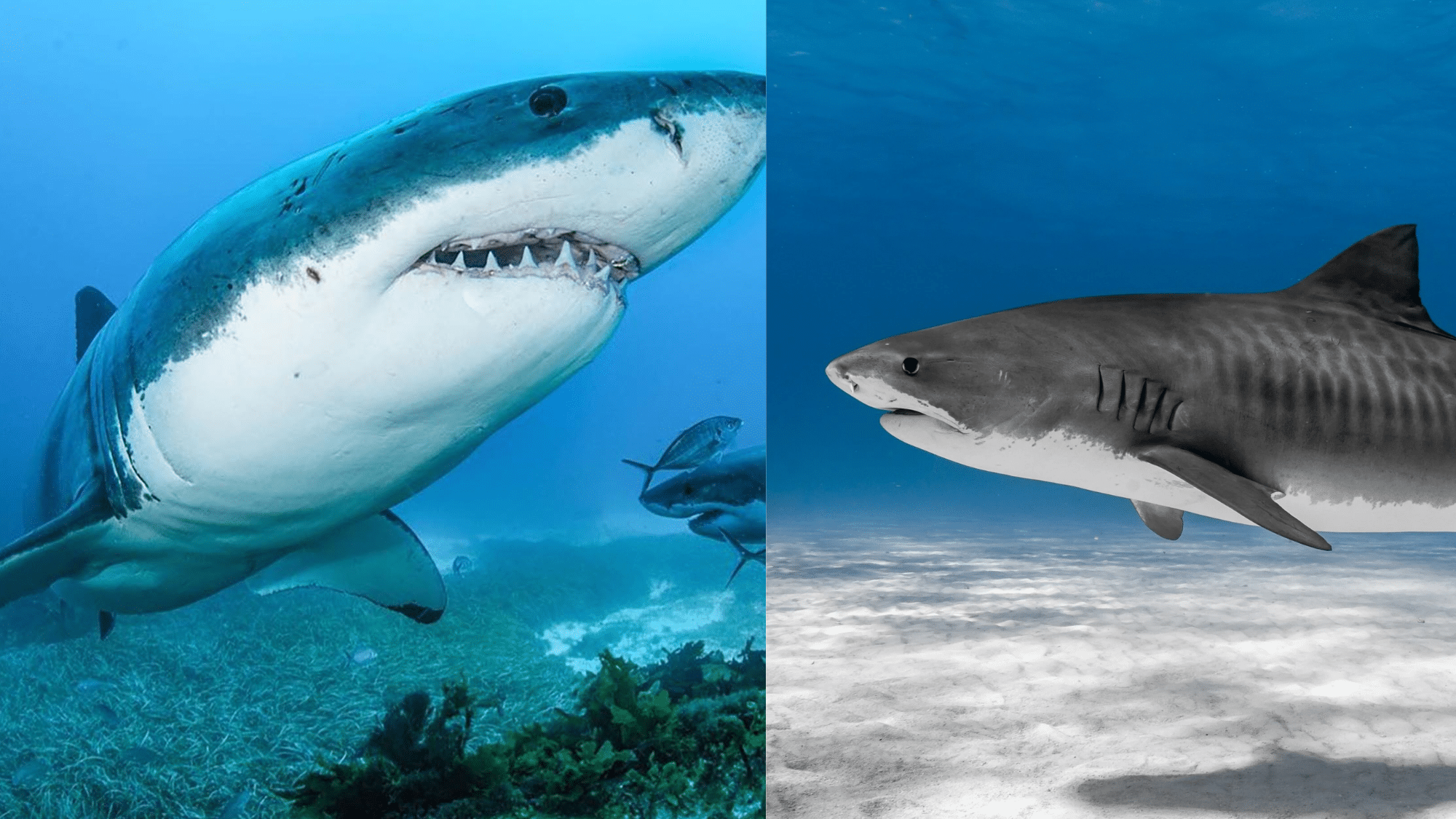 Tiger Shark Vs Great White Shark: Key Differences