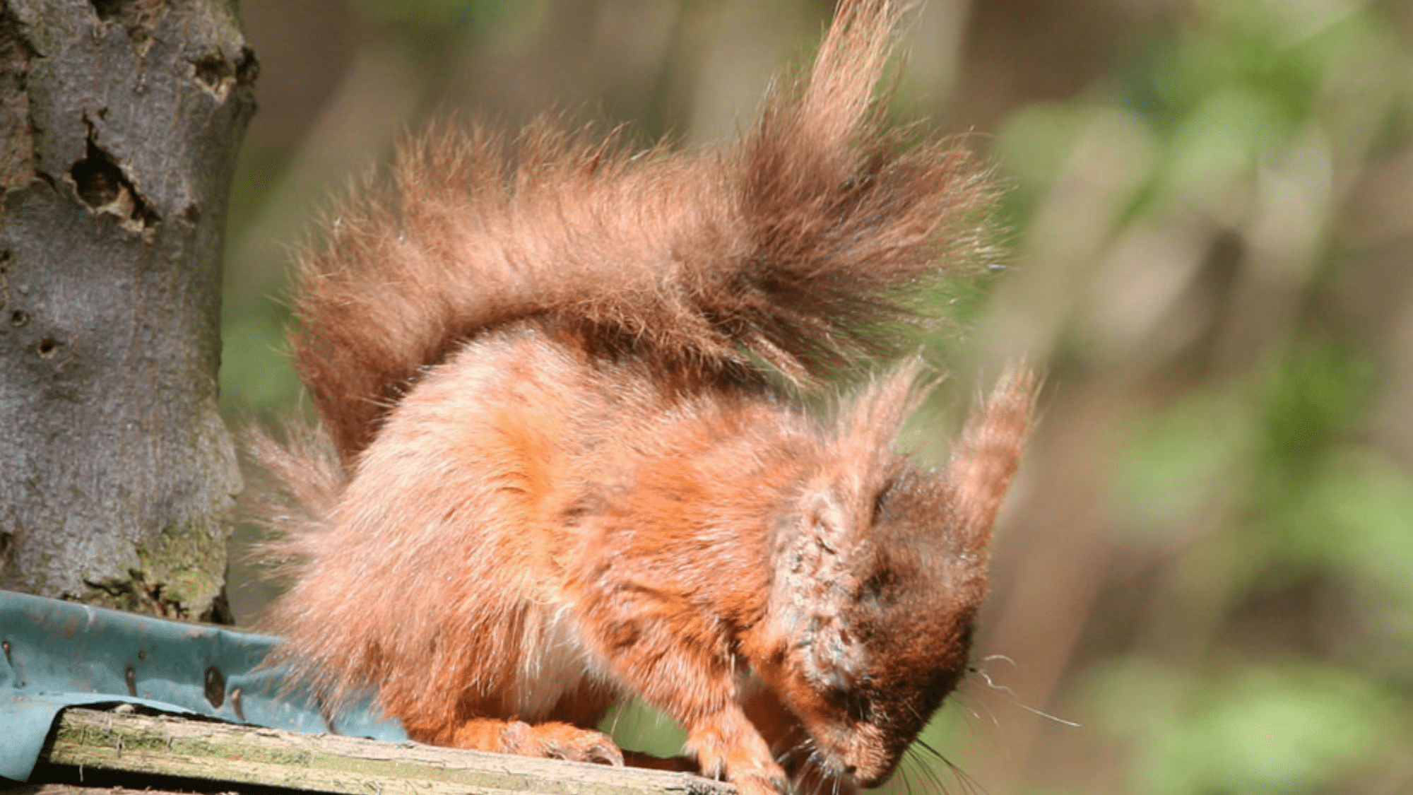 Identify Squirrel Disease and its Symptoms