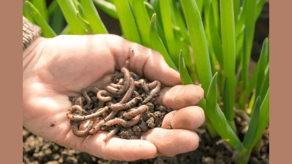 9 Different Types of Worms: Plant Parasites
