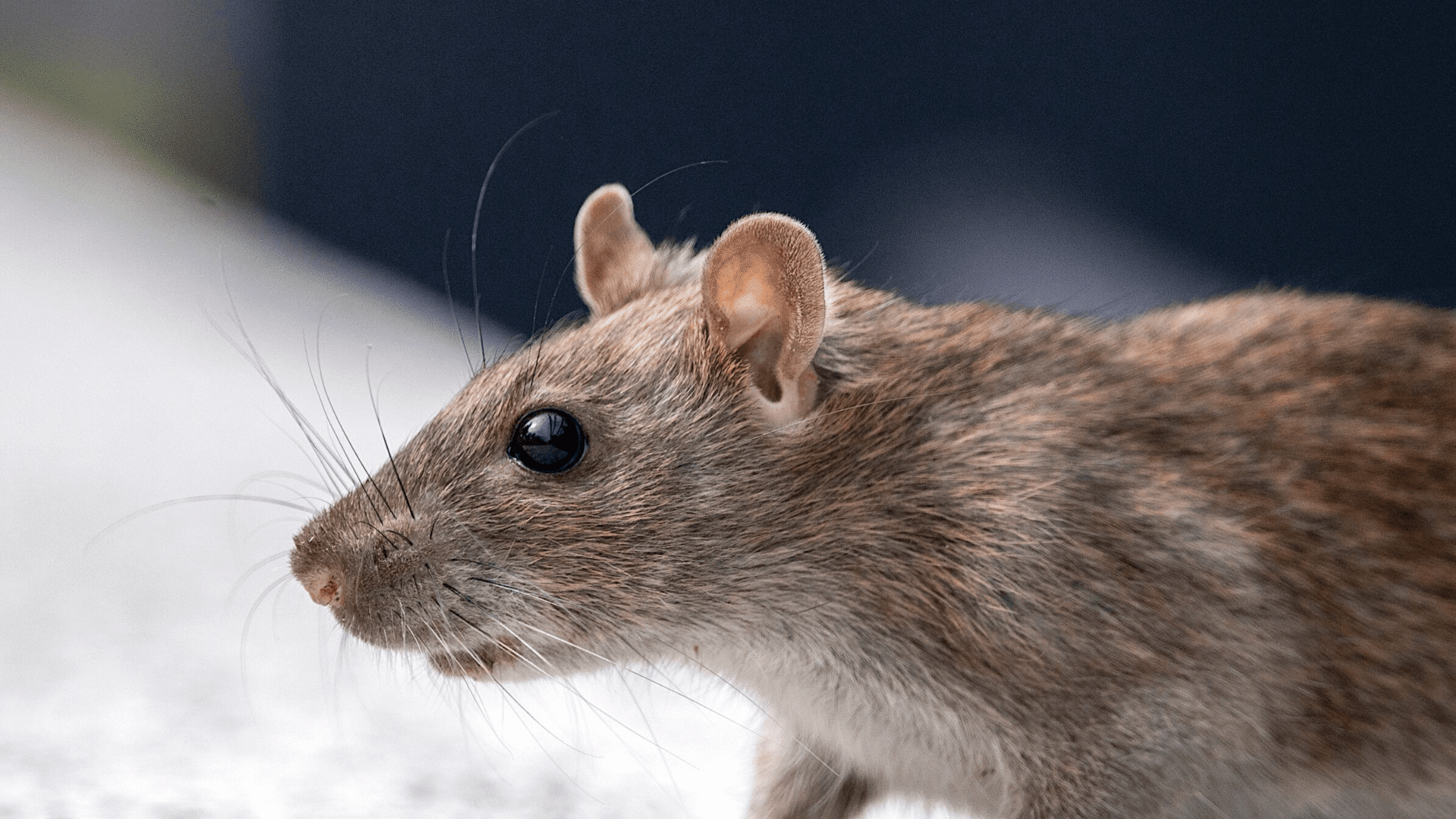 What Do Rats Hate? Tips to Keep Them Out of Your House