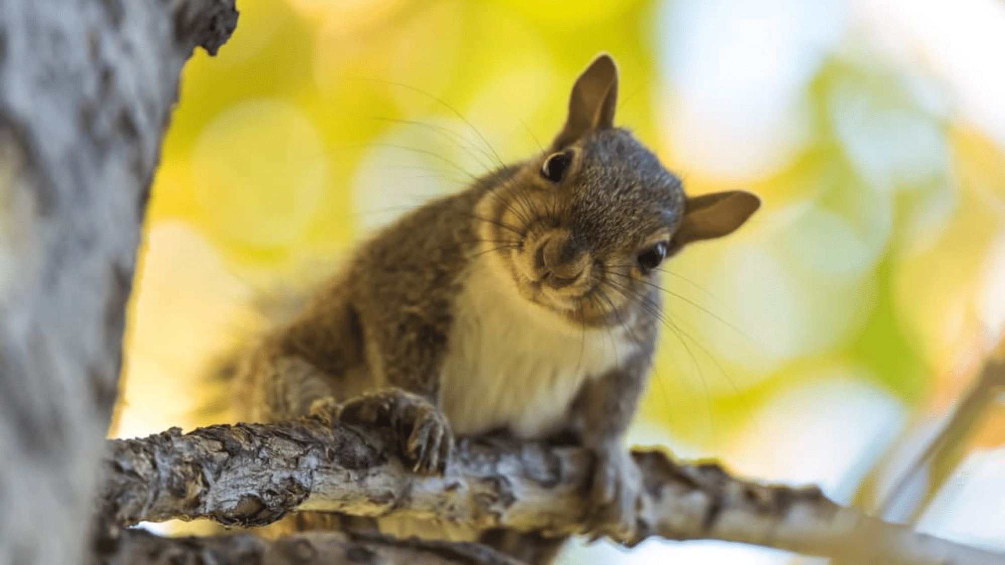 Will Mothballs Keep Squirrels Away?