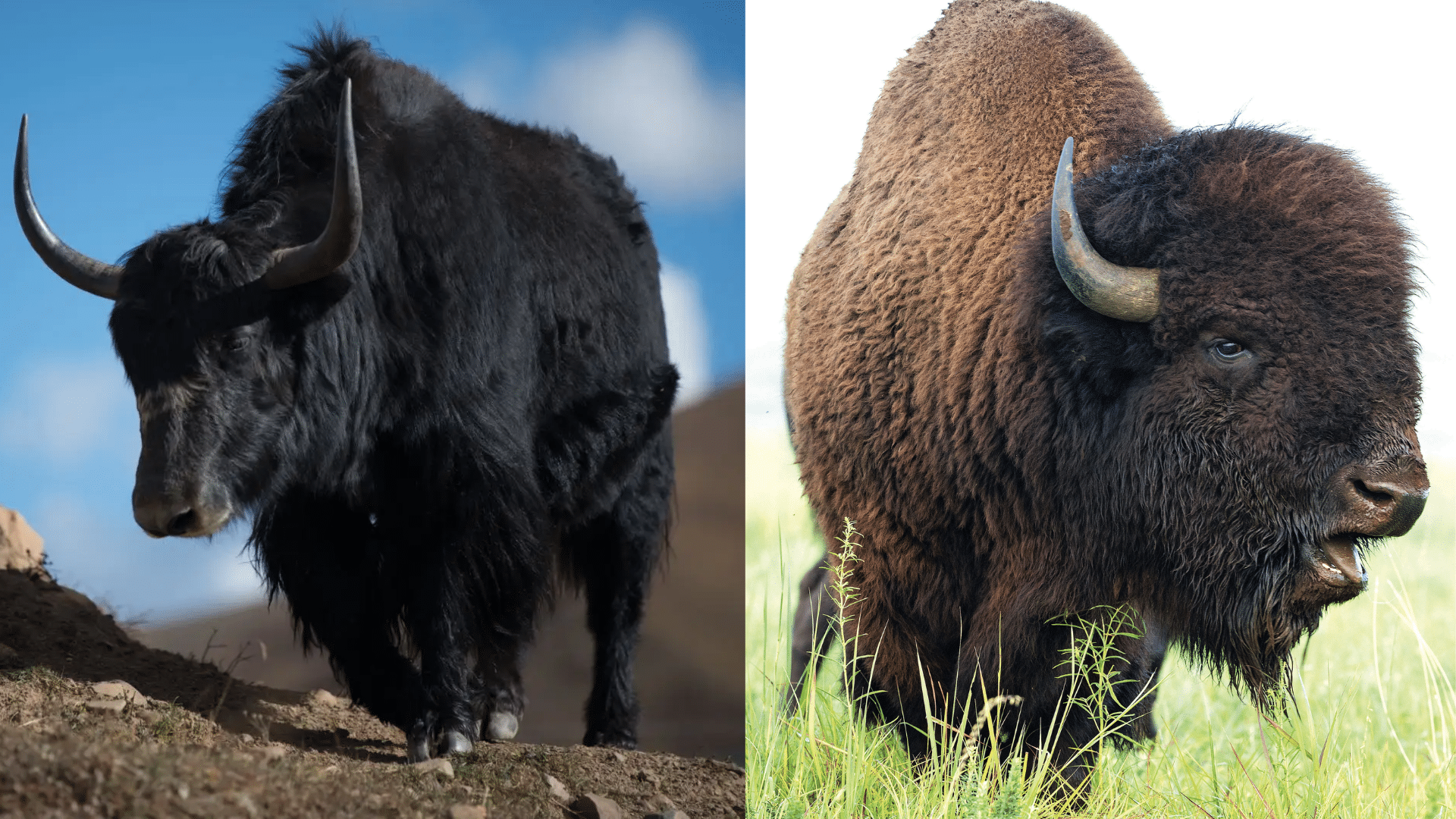 Comparing Yak vs Bison in Nature