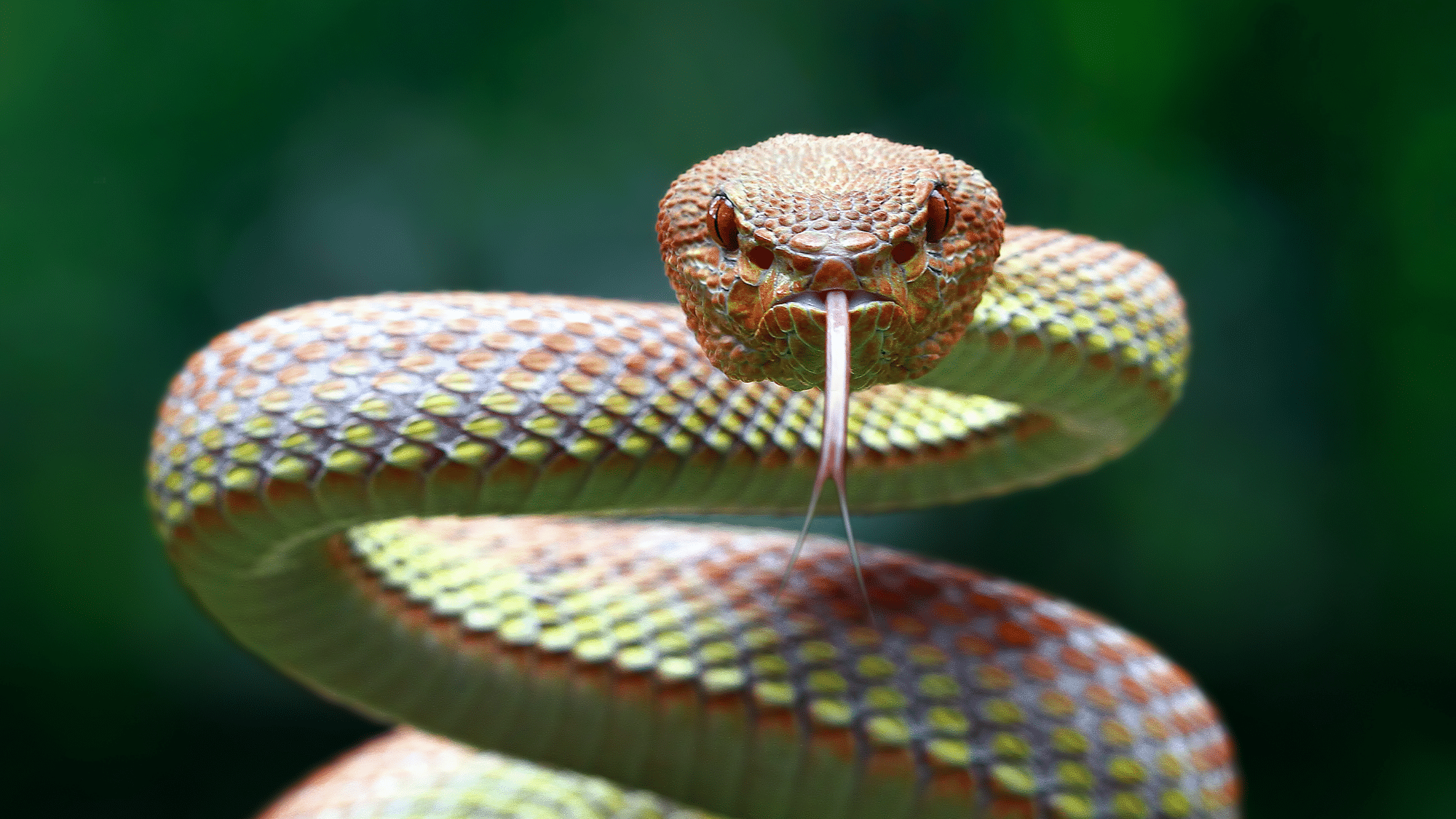 100 cool facts about snakes
